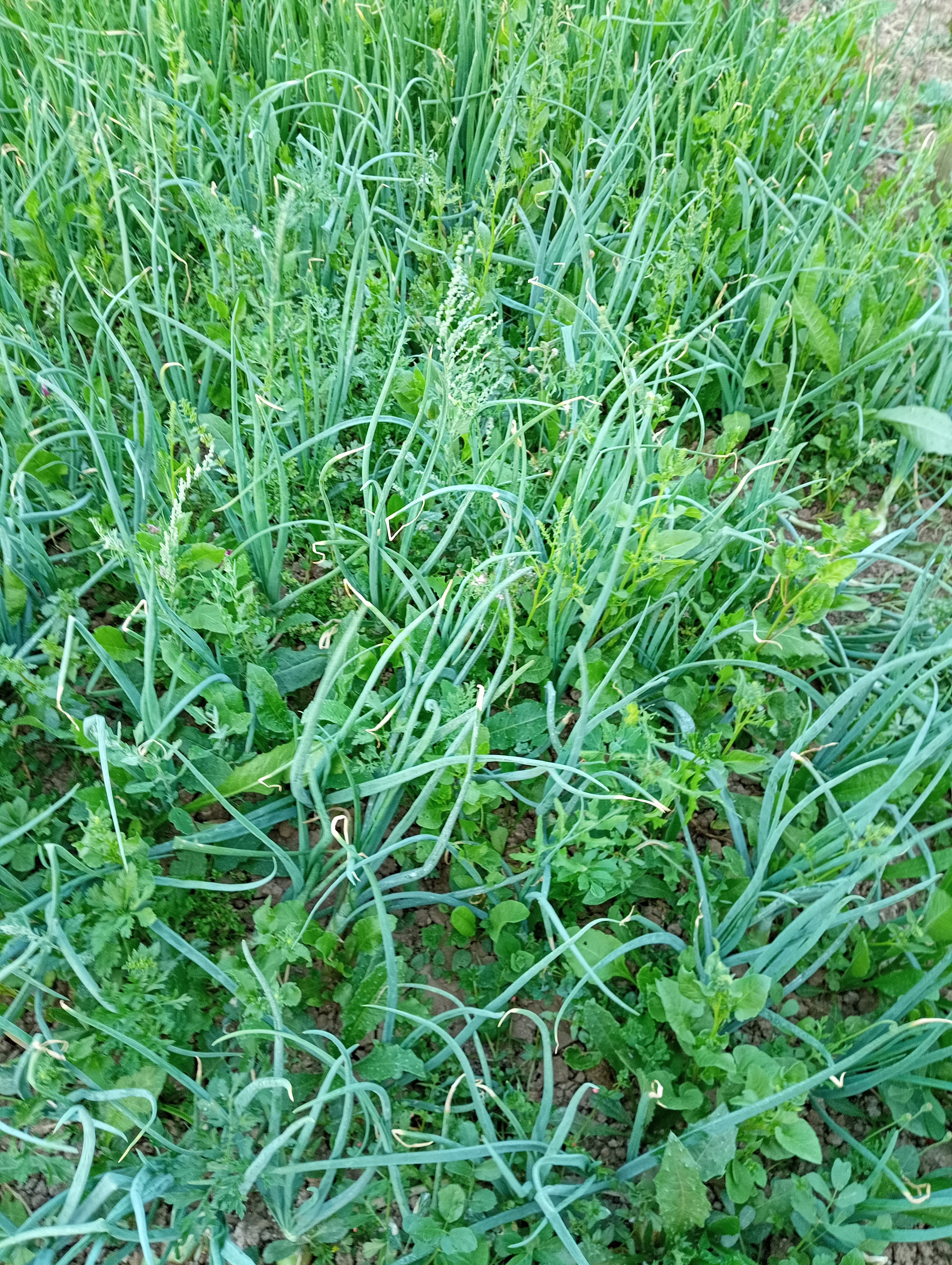 Foi cedida à escola cebolo para plantar. Com as instruções de um encarregado de educação os alunos plantaram o cebolo e foram regando. Observaram o seu desenvolvimento, e finalmente, apesar de terem crescido ervas temos cebolas  pequenas mas biológicas.