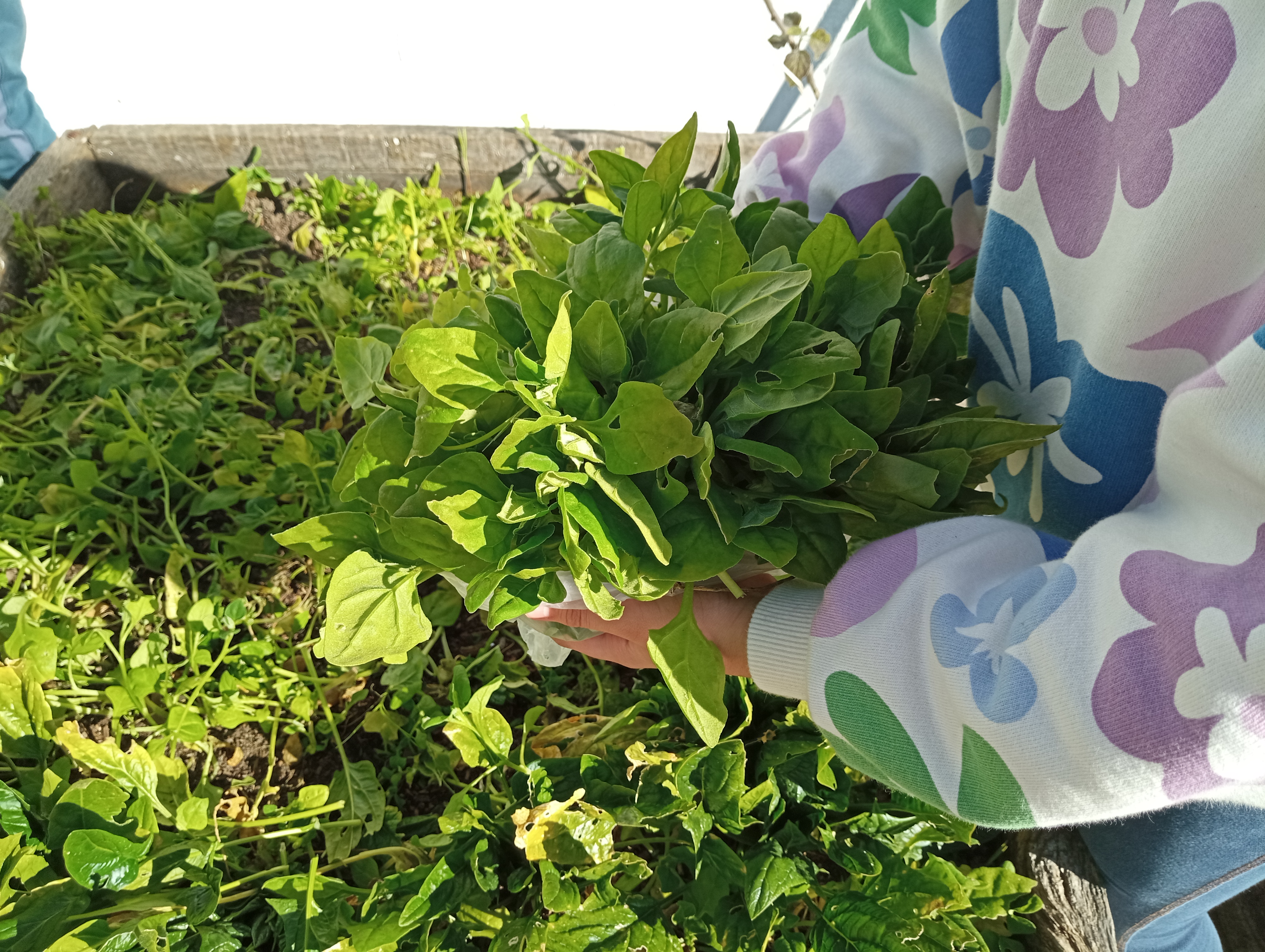 Os alunos do 4º ano  foram à horta fazer a colheita de vegetais para colocar à venda na feira, na Escola. Fizeram um precário, angariando  verba para a viagem de finalistas.