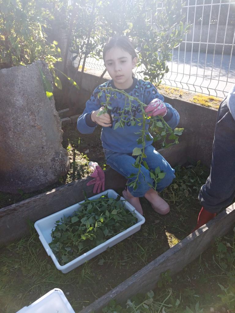 Apanha de espinafres: as sementes de espinafres do ano anterior germinaram e deram uma farta colheita.