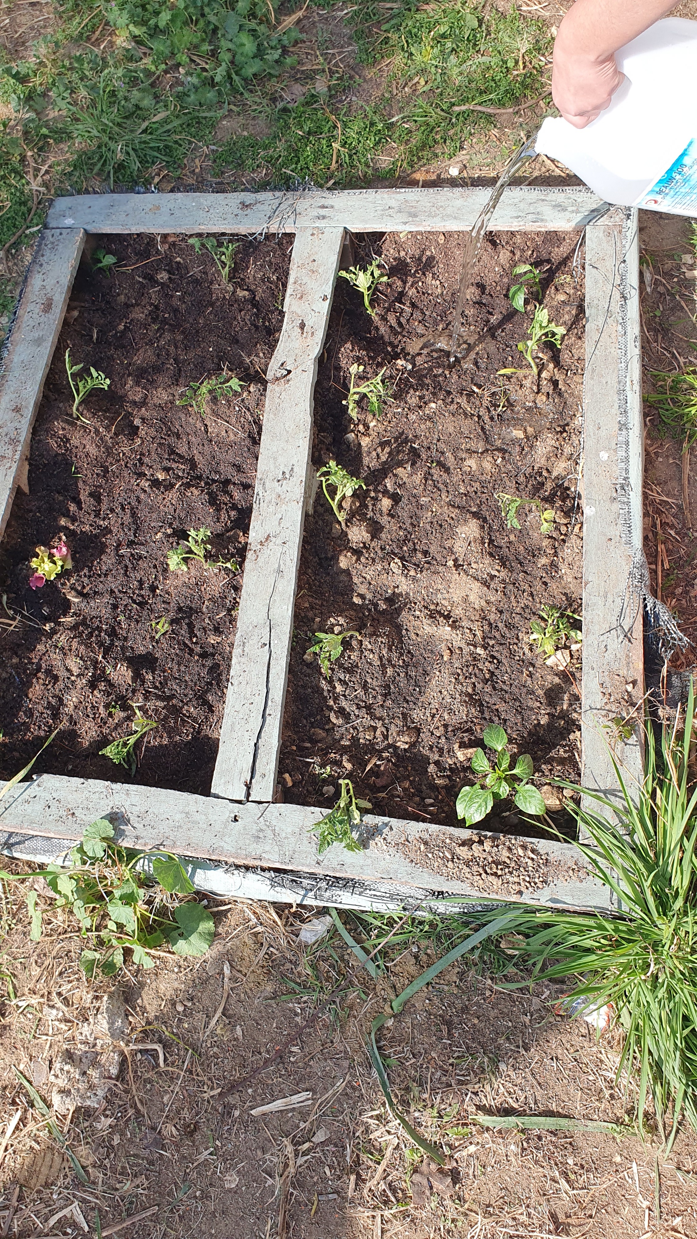 Plantação de tomates e pimentos