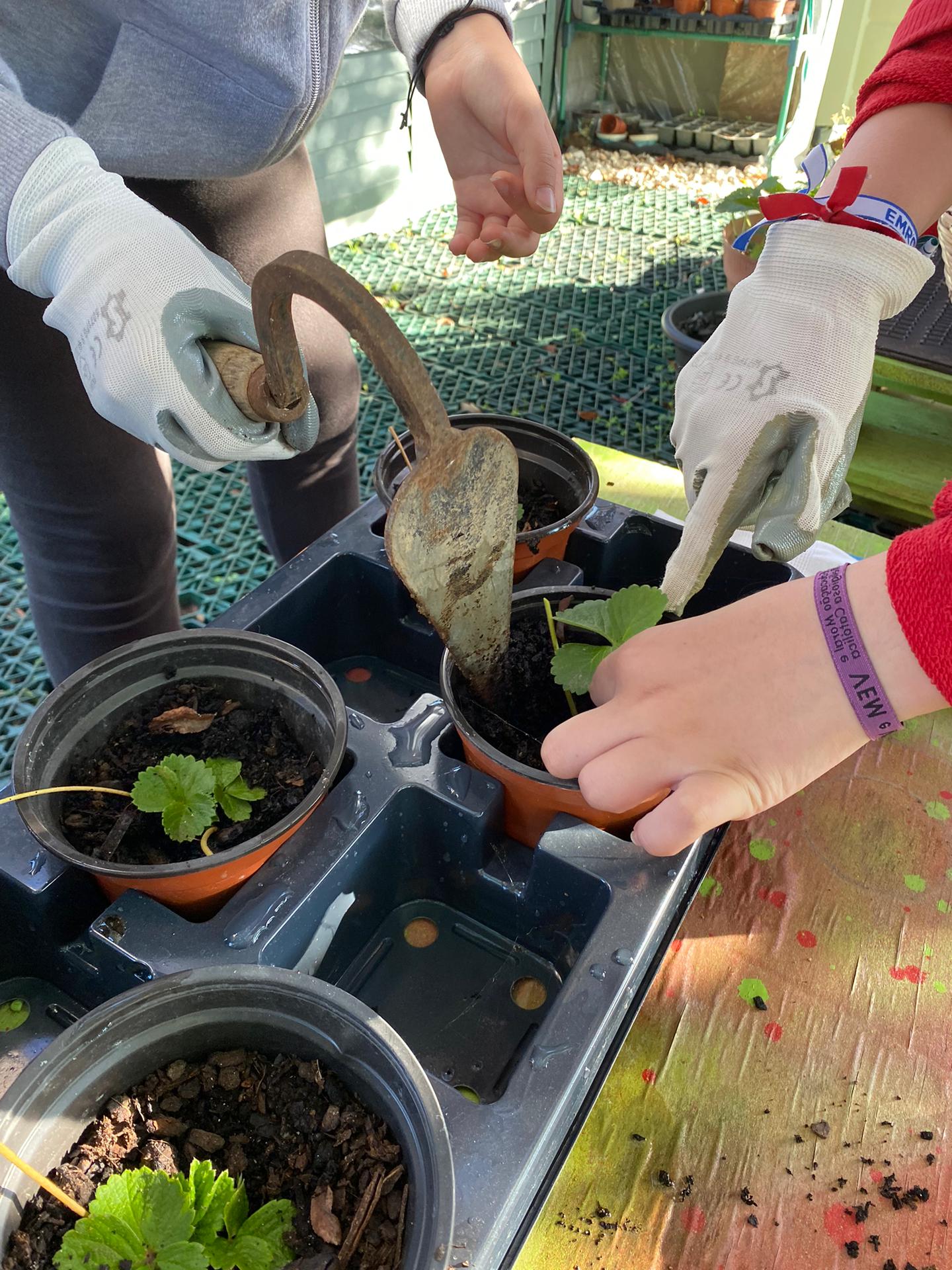 transplantam-se morangueiros para ficarem protegidos na estufa, durante o resto do inverno.