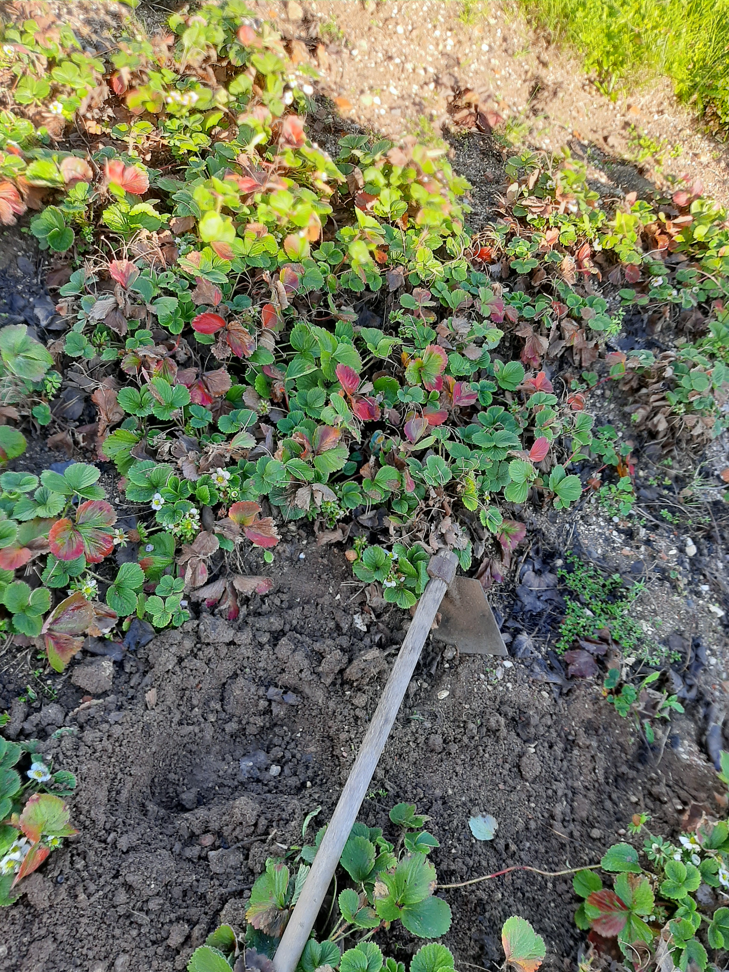 limpeza e preparação da plantação de morangos.