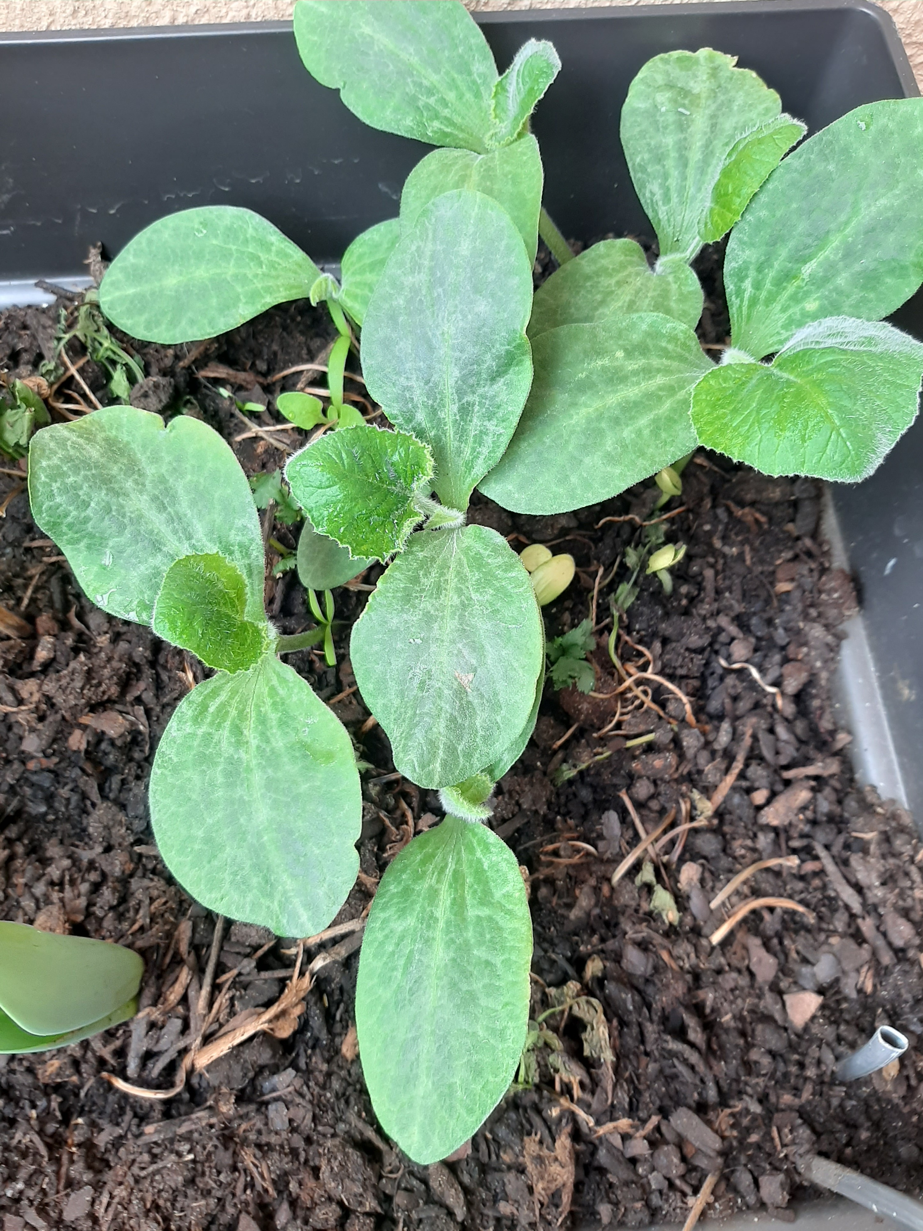 Na nossa chamada maternidade, surgem as primeiras plantas de abóbora.