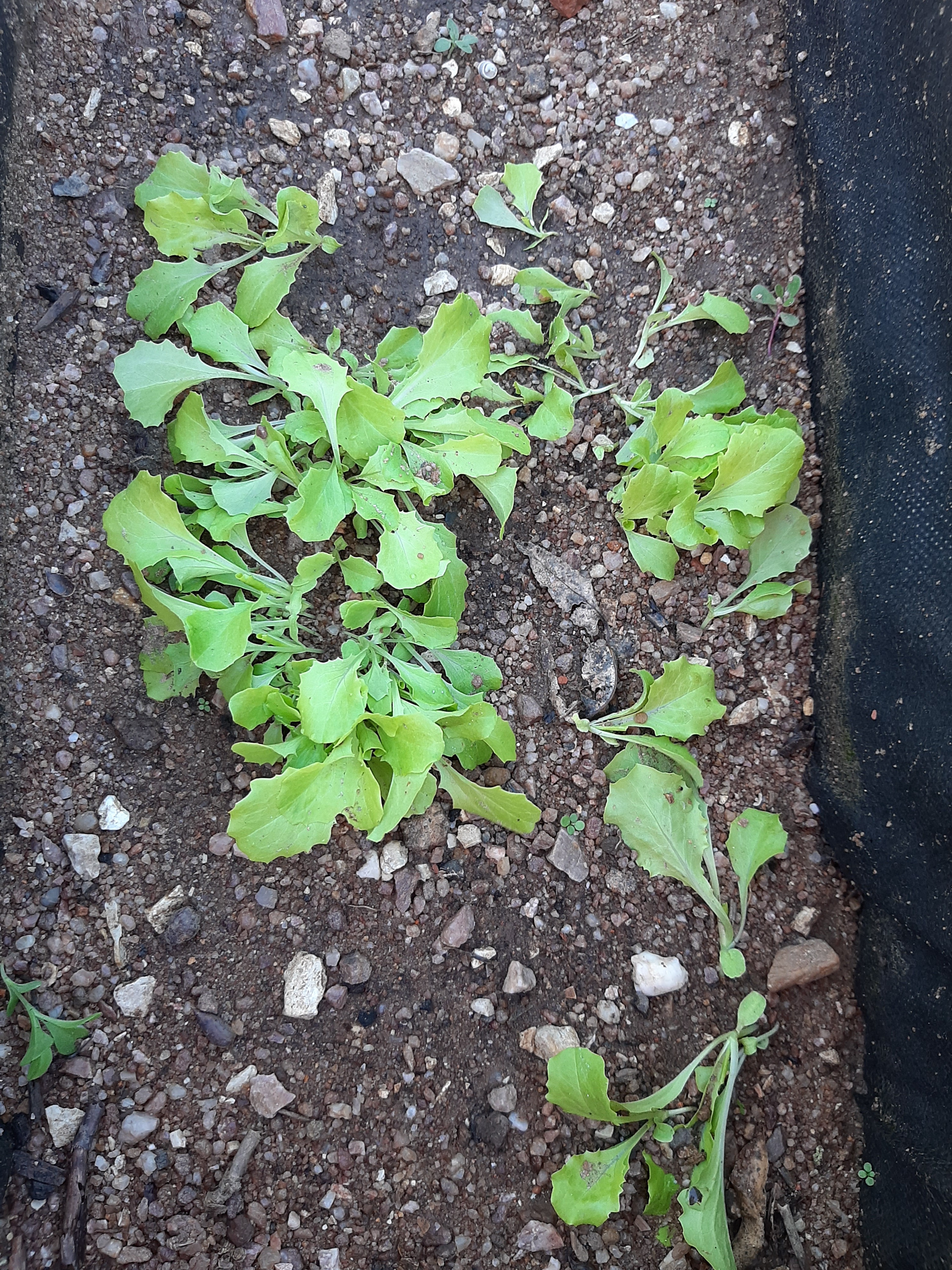Transplantam-se as alfaces nascidas da sementeira