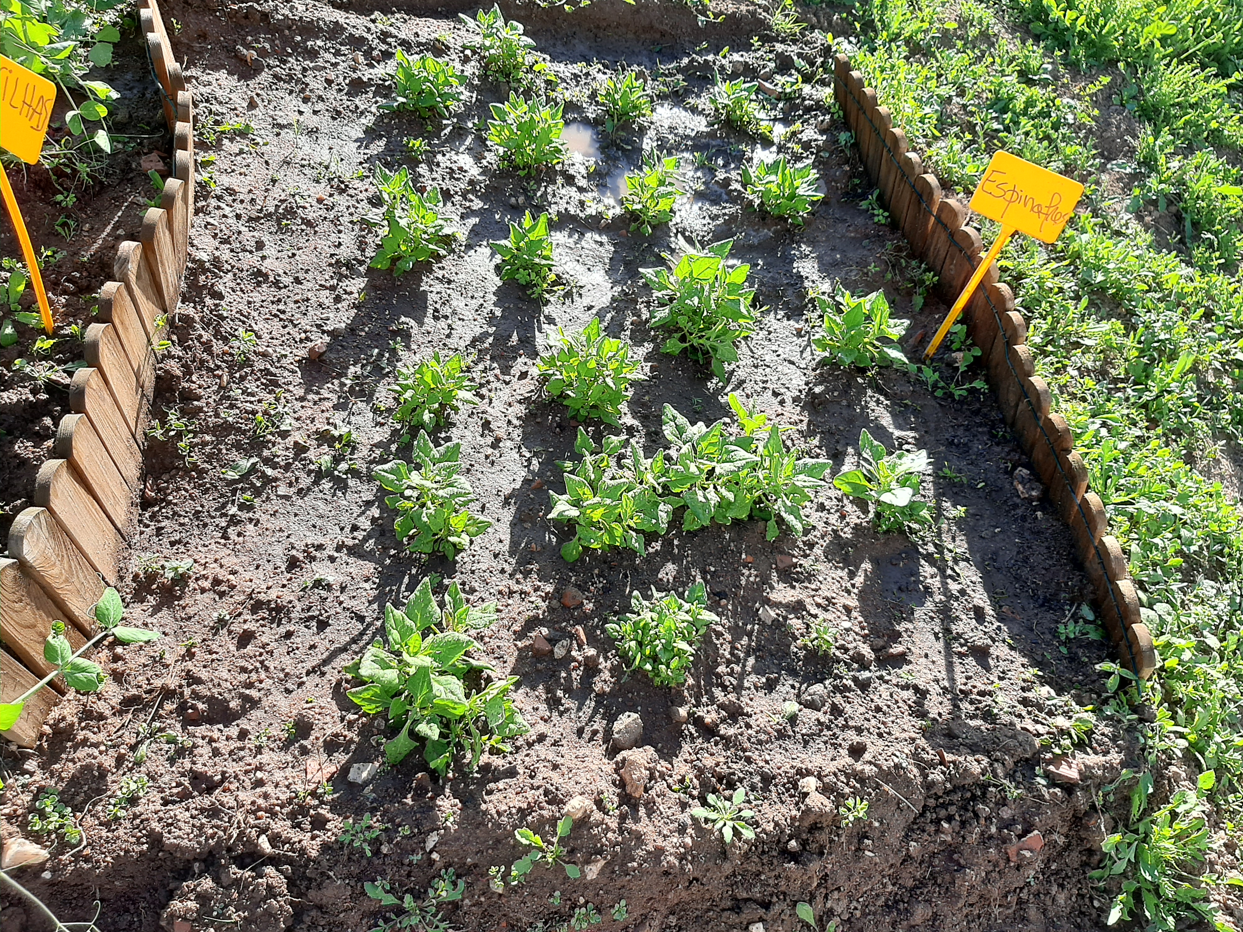 Plantam-se espinafres, tomate