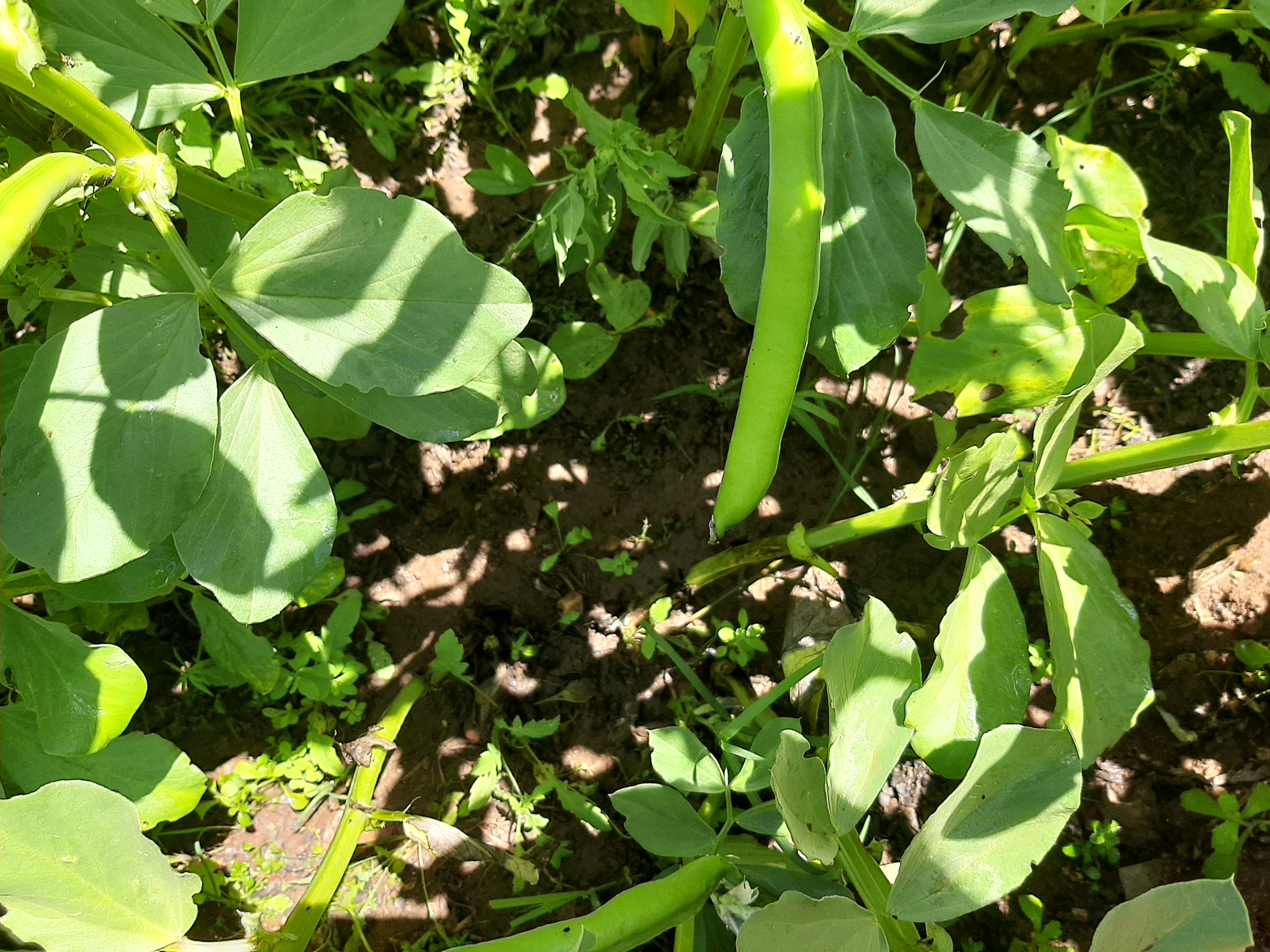 Em abril e maio colhem-se as favas.