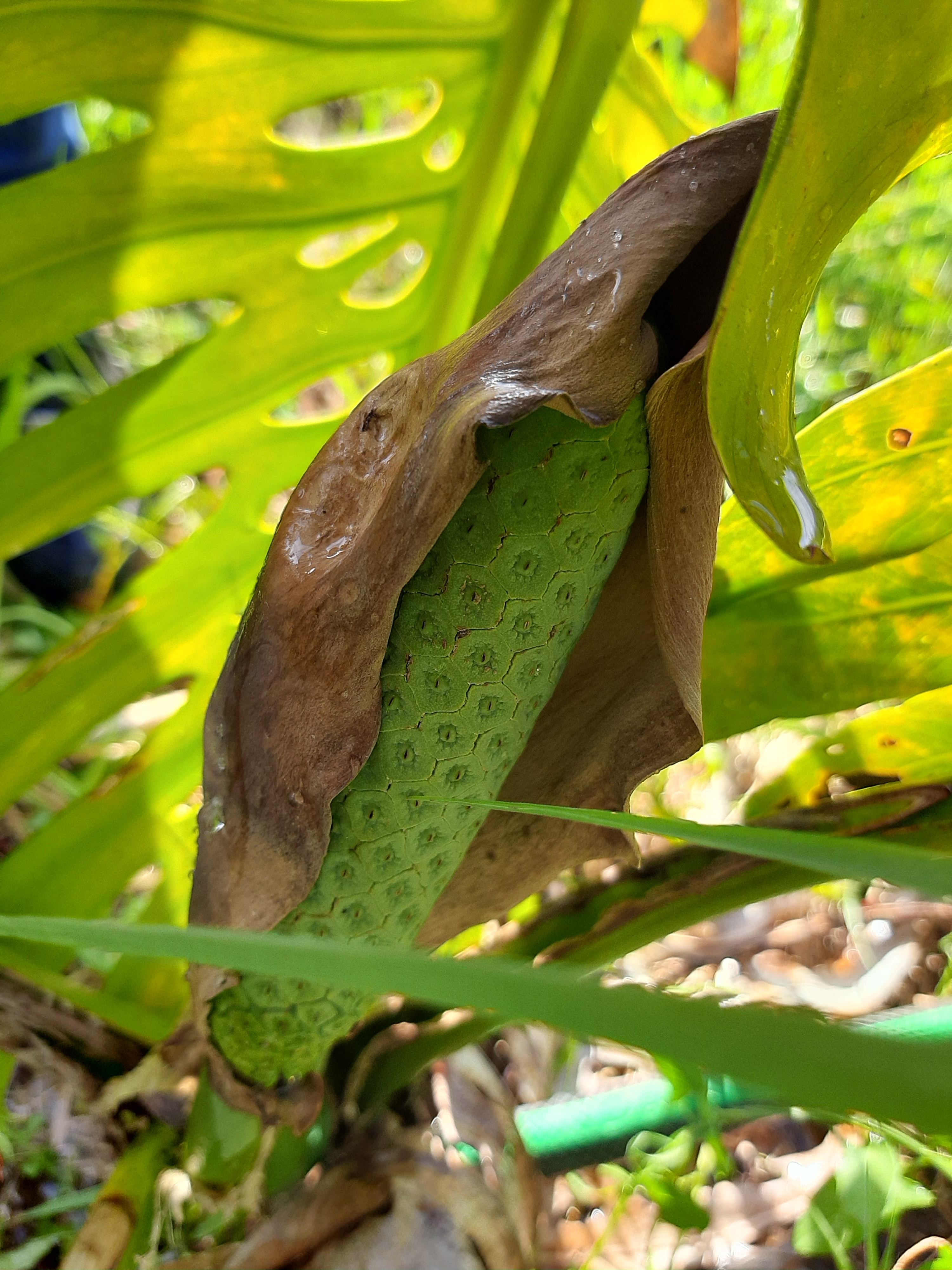 A primeira monstera deliciosa.