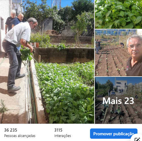 Couves Castelo Viegas plantadas em Setembro e que duraram até janeiro
