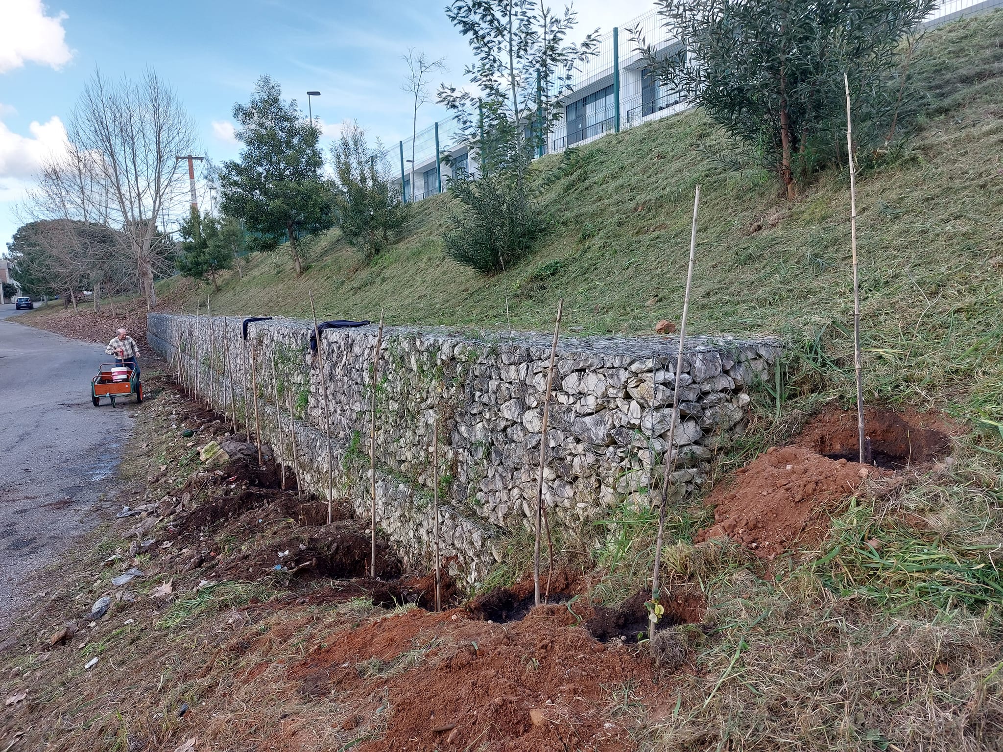 Plantação por estaca de 20 videiras de uvas de mesa na zona da horta