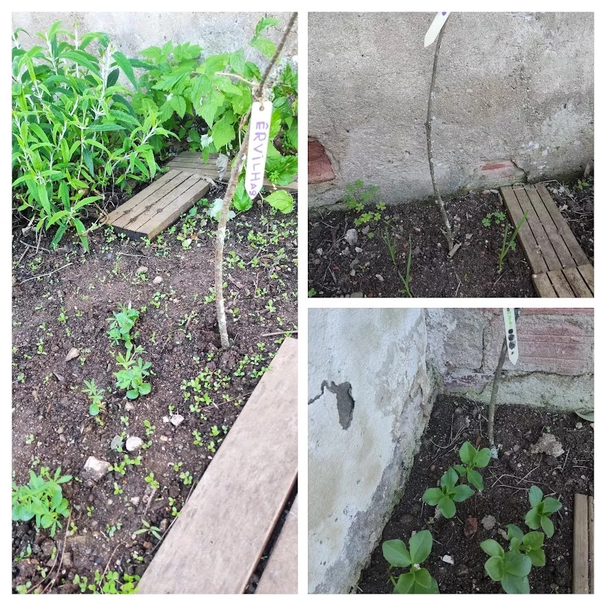 Já estão a nascer as favas, os alhos e as ervilhas!!