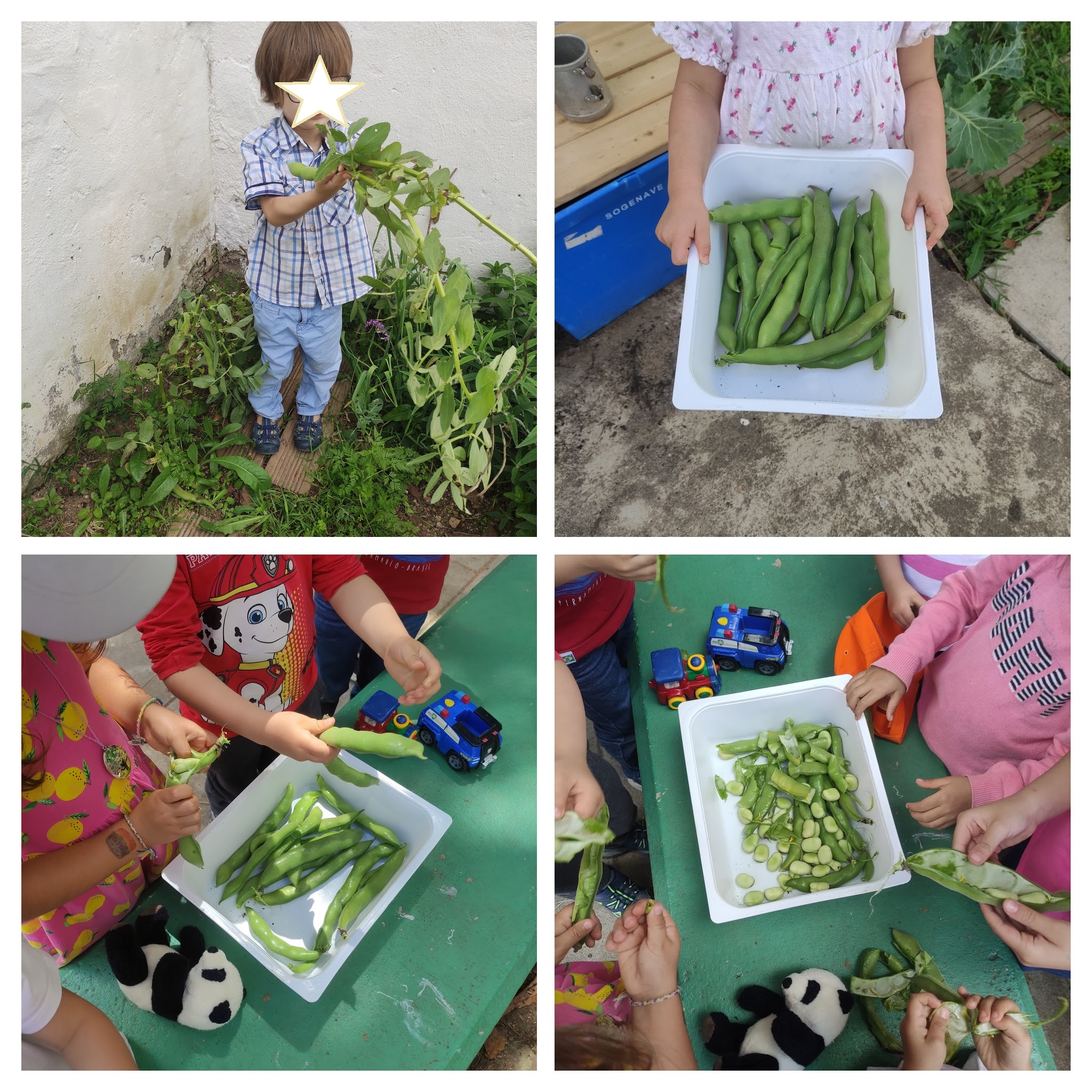 No inicio de maio, apanhamos as favas. Descascamos e pedimos à senhora da cozinha para as cozer para o nosso almoço.