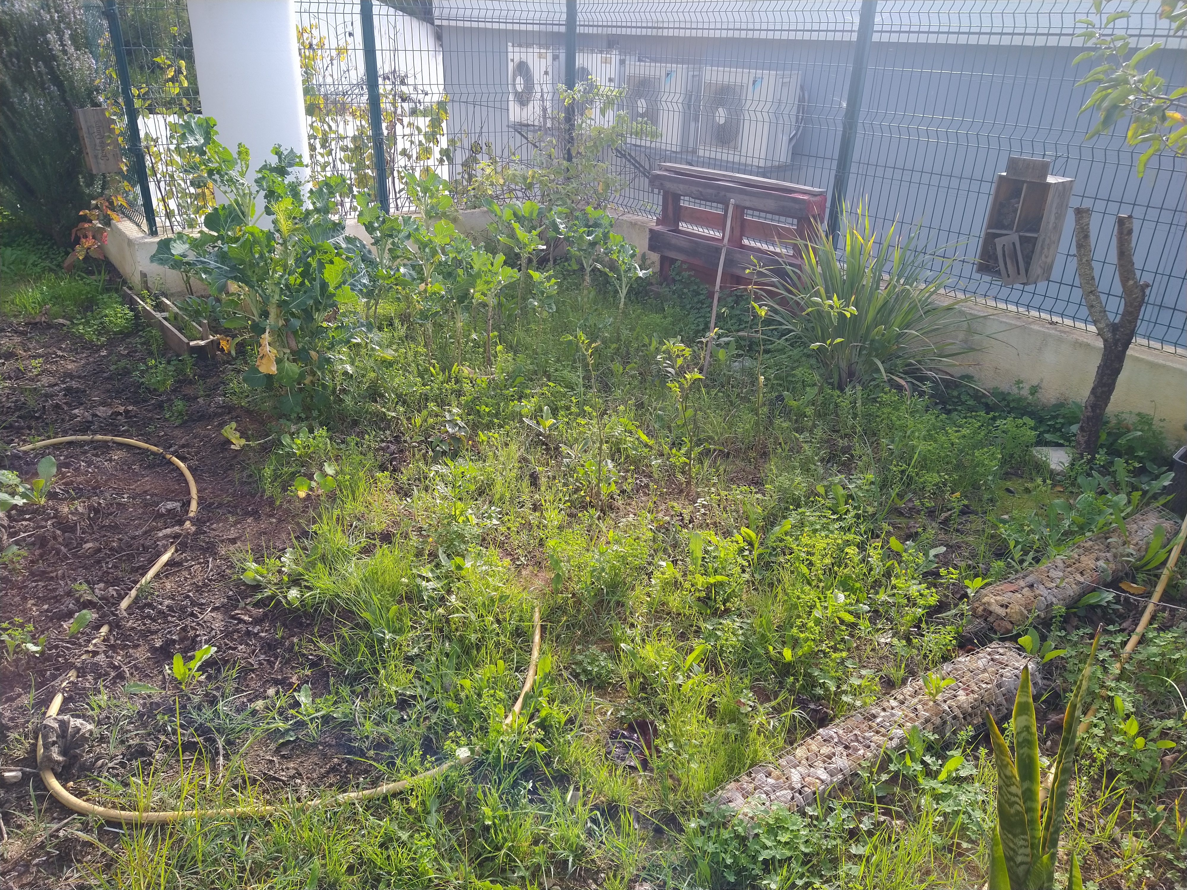 A Horta da Escola Básica e Jardim de Infância da Correeira antes da intervenção no âmbito do Projeto Eco-Escolas.