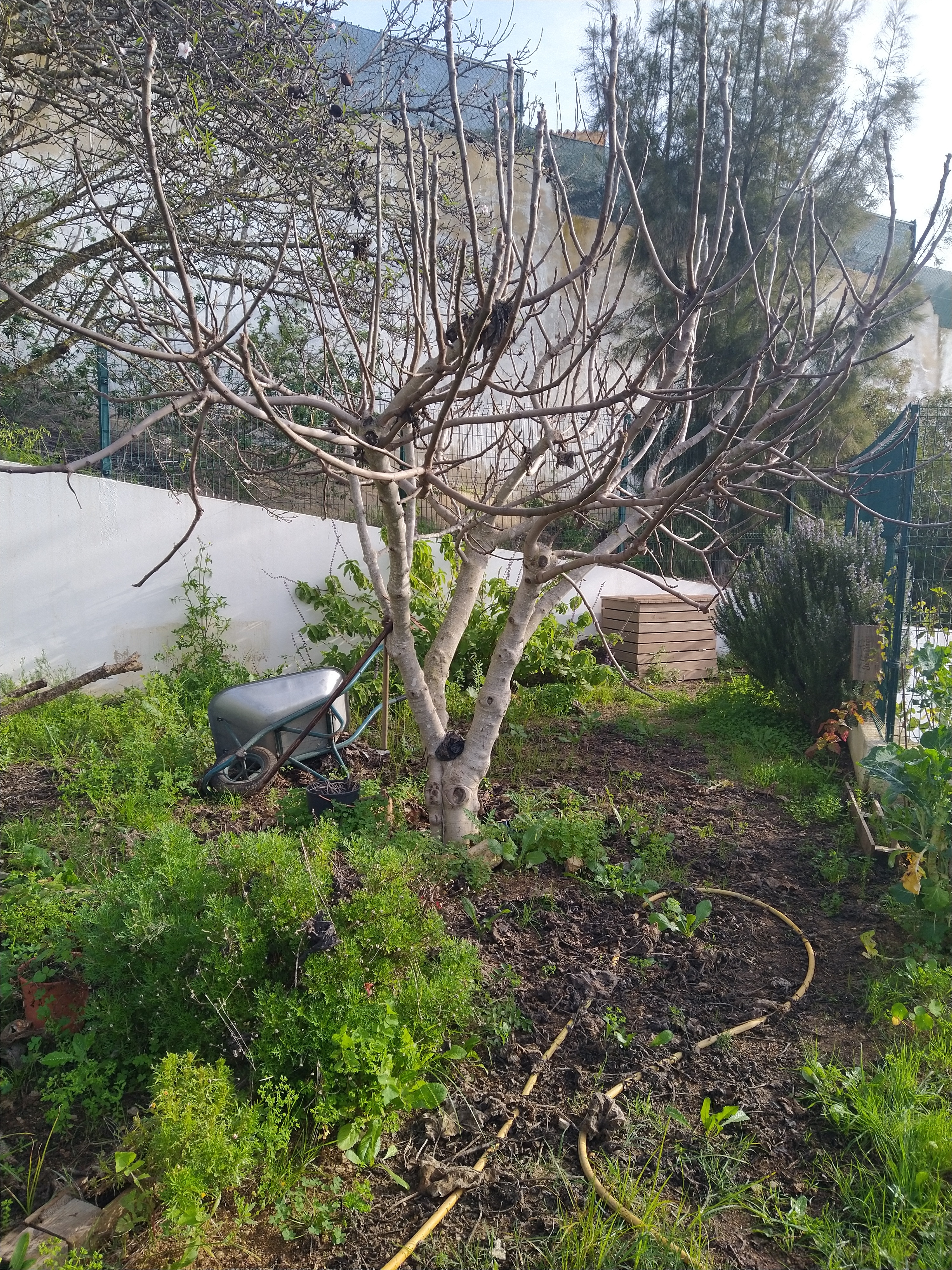 A Horta da Escola Básica e Jardim de Infância da Correeira antes da intervenção no âmbito do Projeto Eco-Escolas.