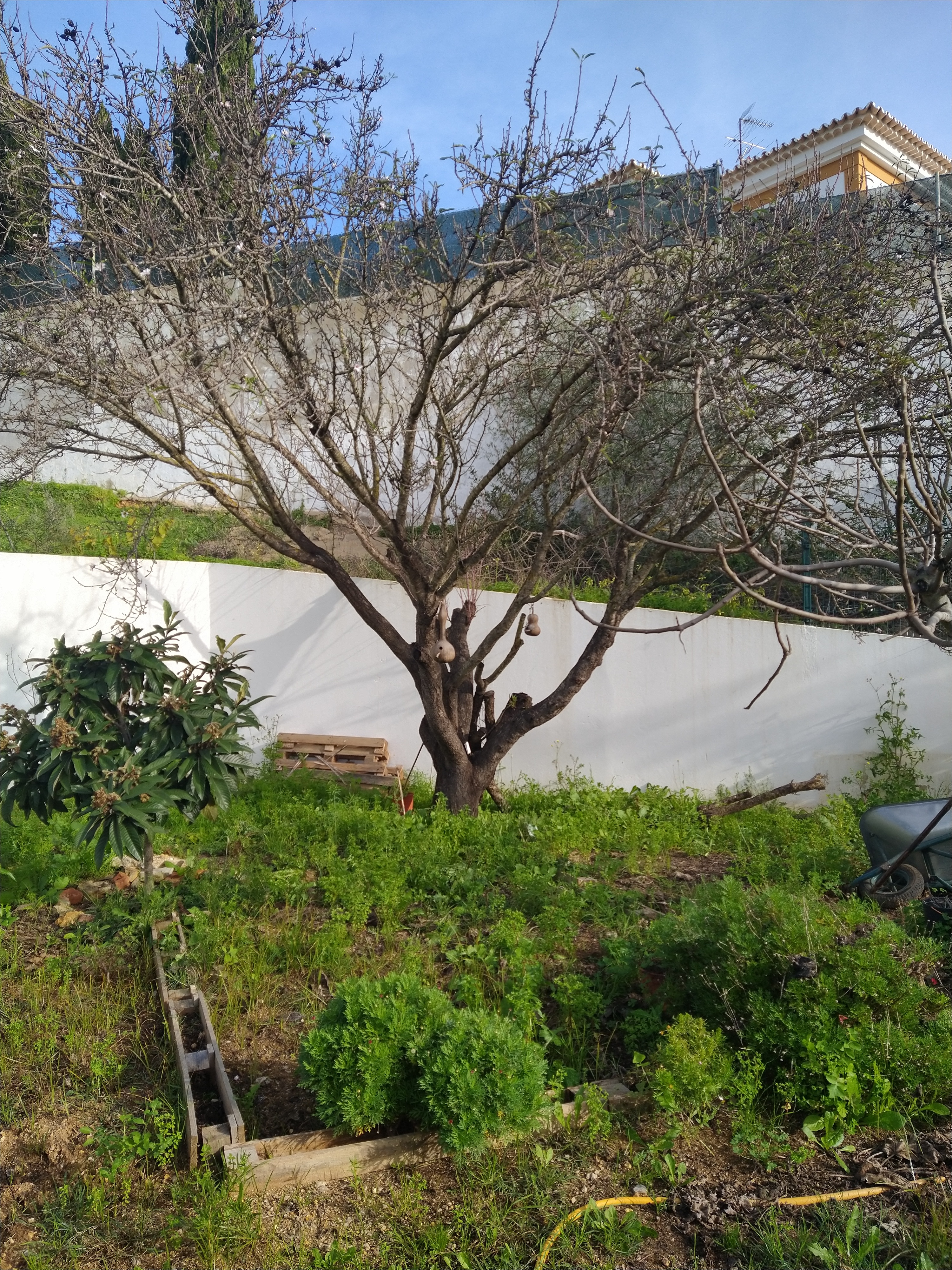 A Horta da Escola Básica e Jardim de Infância da Correeira antes da intervenção no âmbito do Projeto Eco-Escolas.