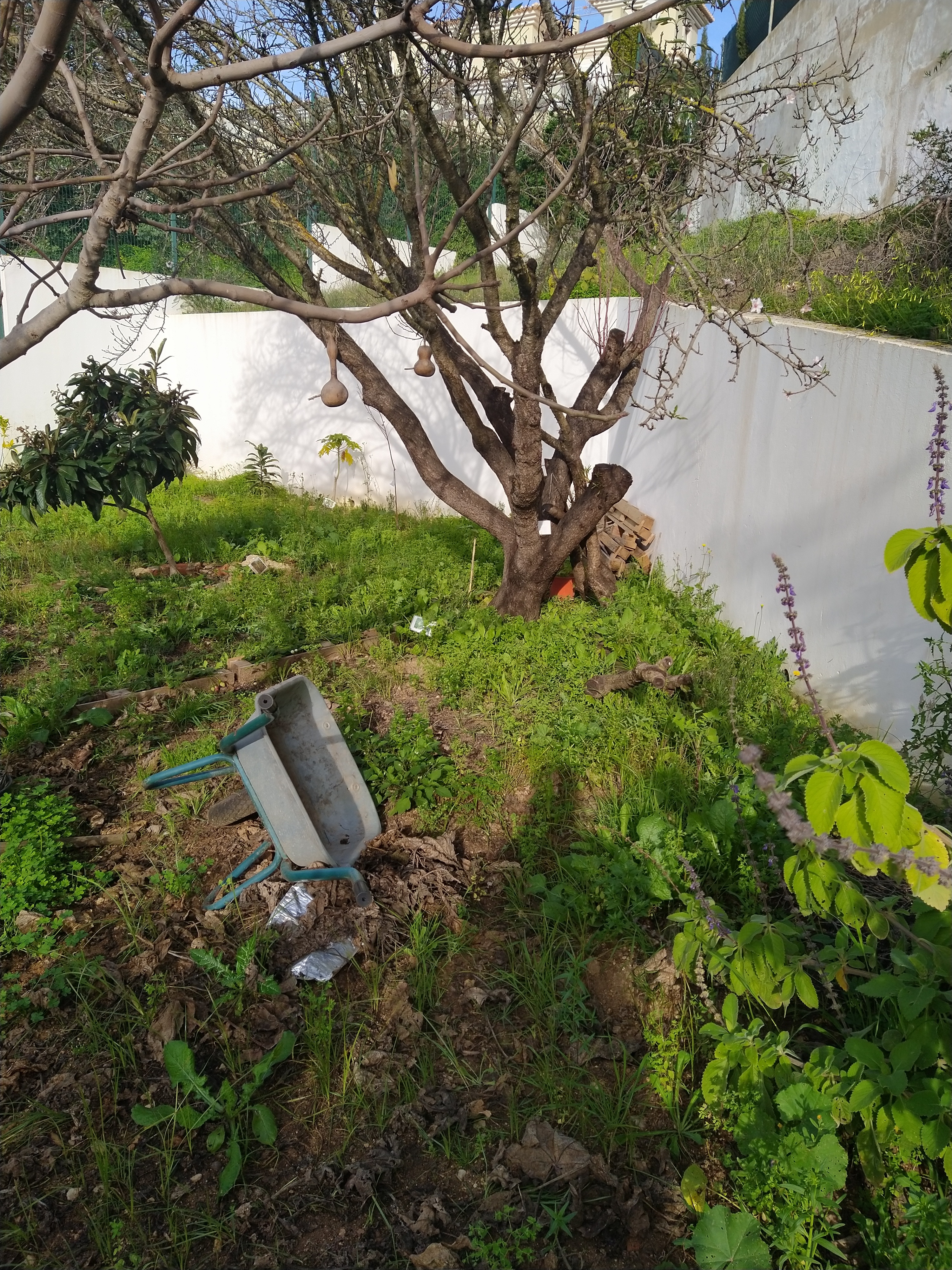 A Horta da Escola Básica e Jardim de Infância da Correeira antes da intervenção no âmbito do Projeto Eco-Escolas.