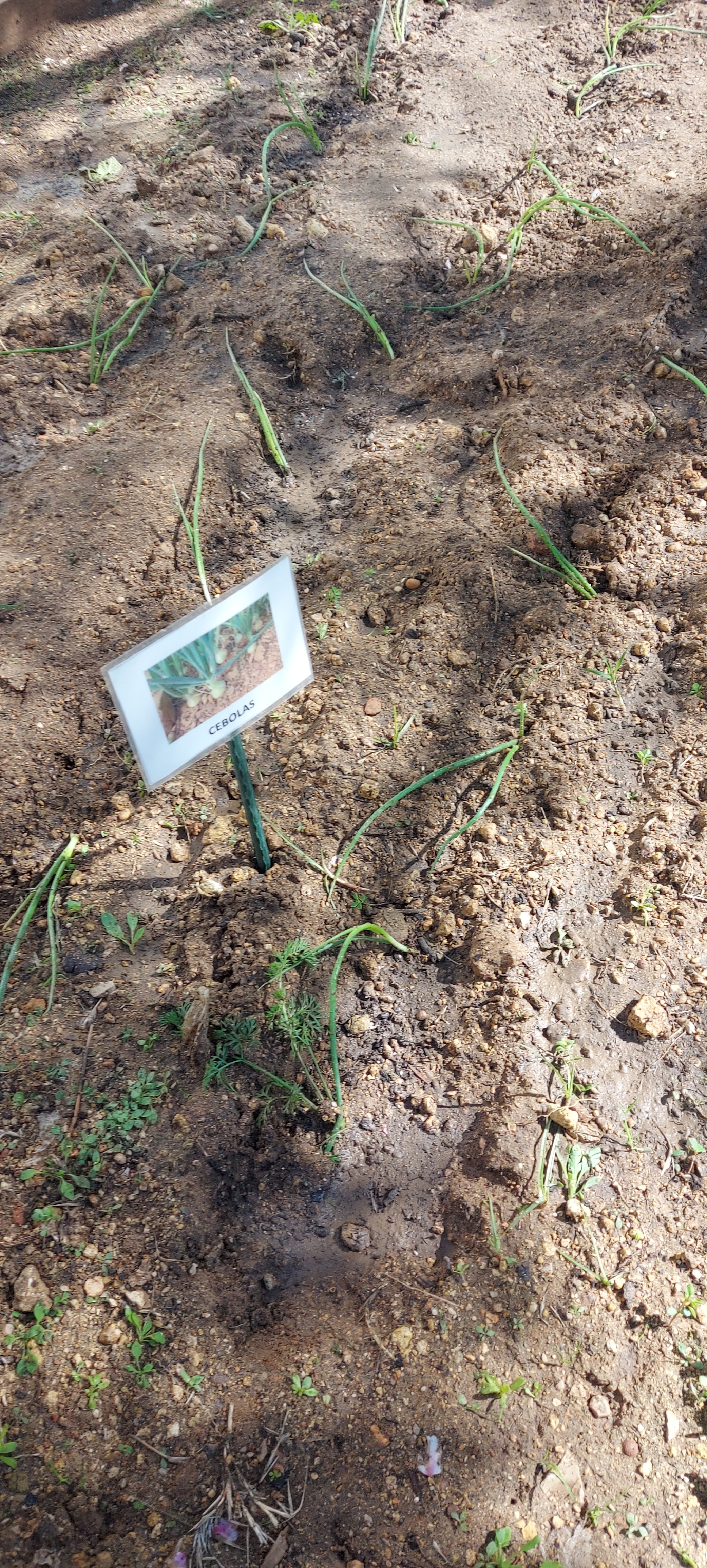 A Horta da Escola Básica e Jardim de Infância da Correeira durante a intervenção no âmbito do Projeto Eco-Escolas.
