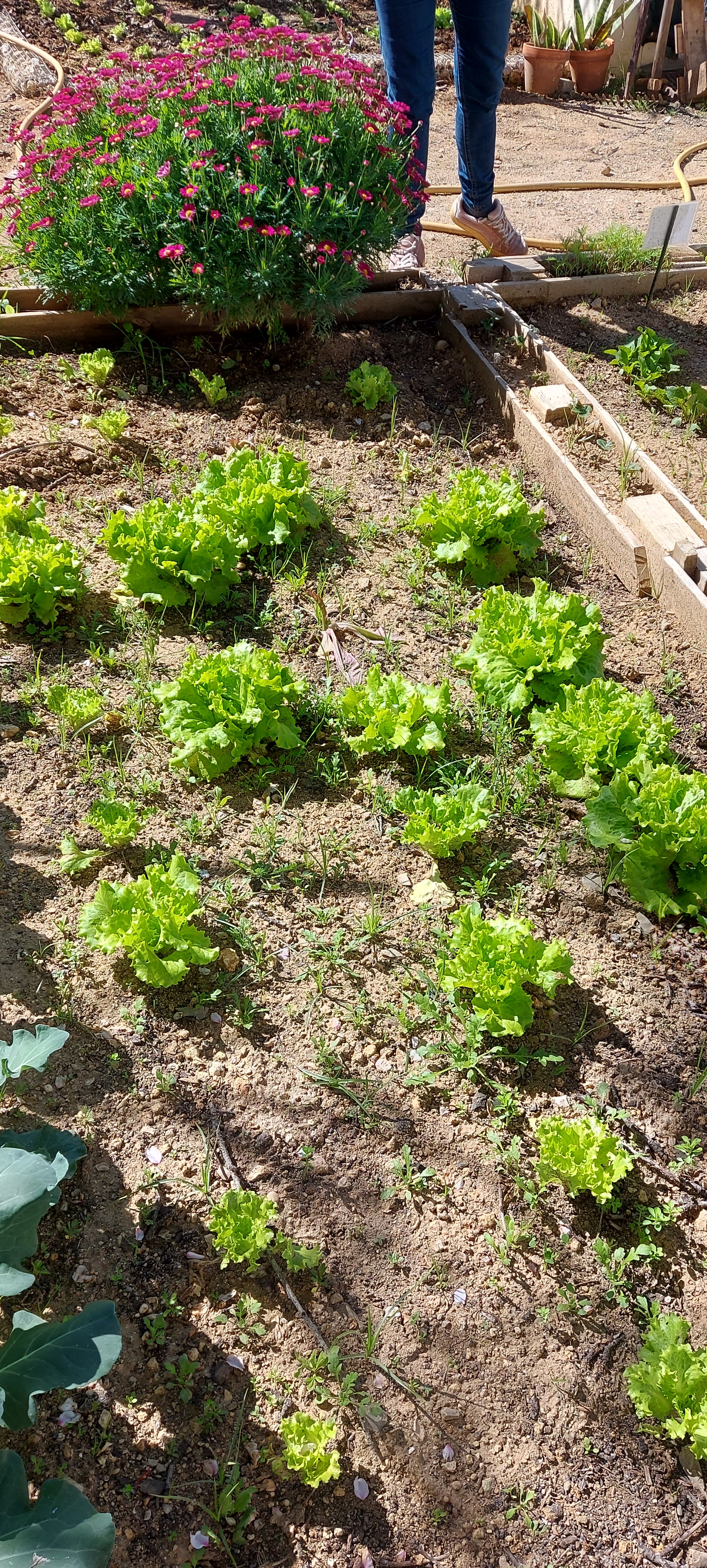 A Horta da Escola Básica e Jardim de Infância da Correeira durante a intervenção no âmbito do Projeto Eco-Escolas.