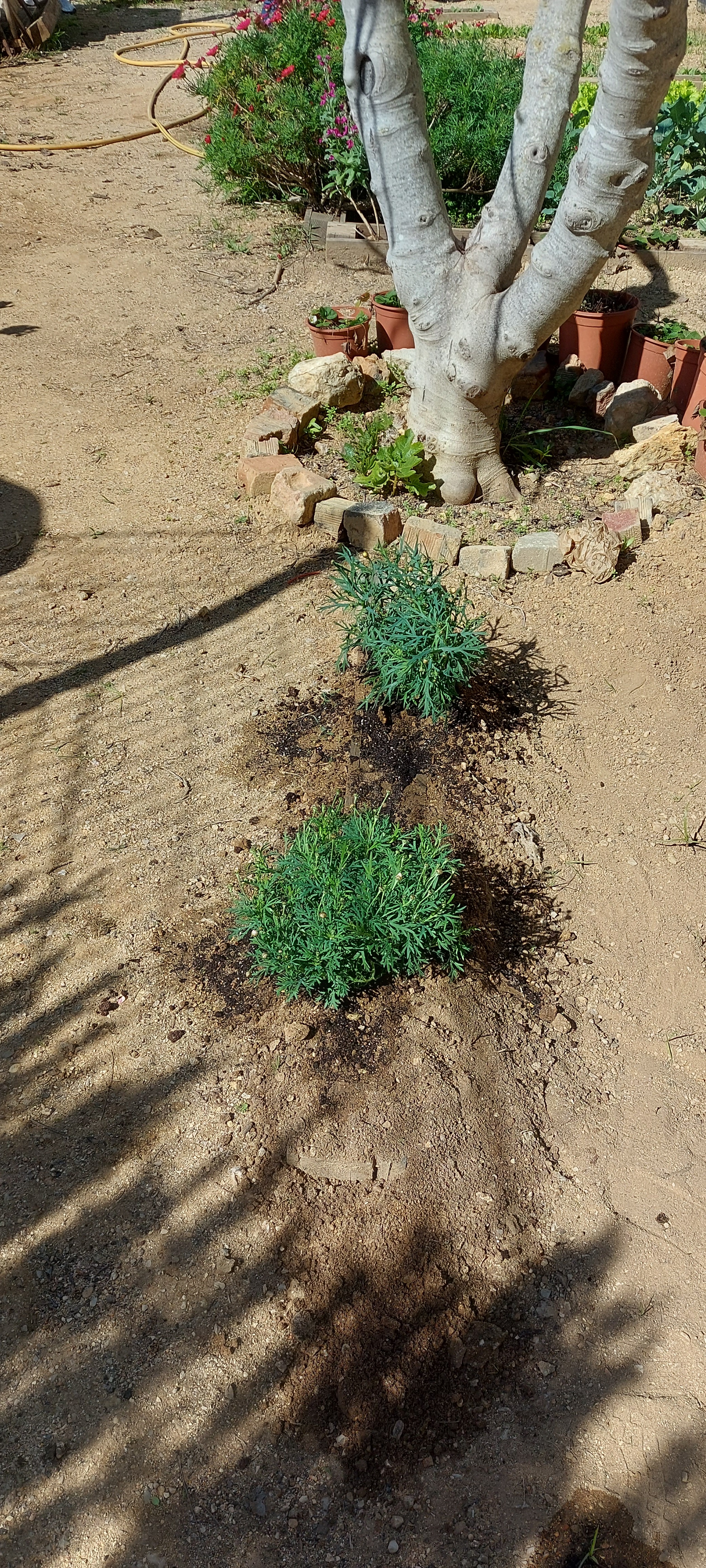 A Horta da Escola Básica e Jardim de Infância da Correeira durante a intervenção no âmbito do Projeto Eco-Escolas.