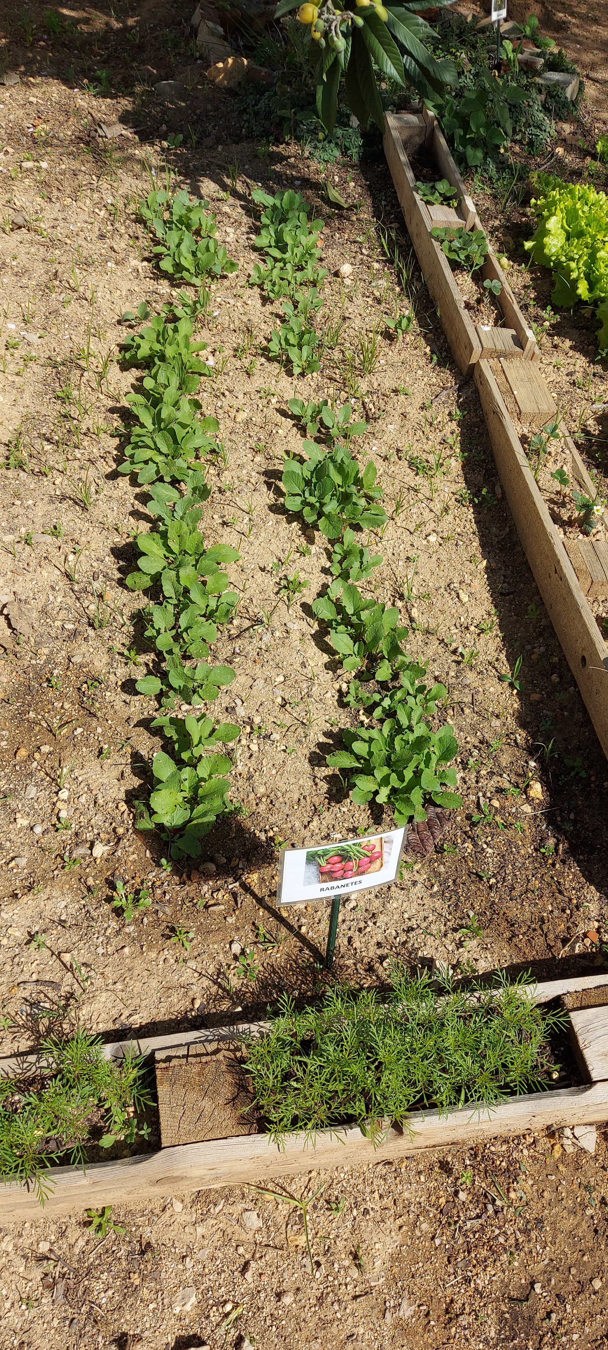 A Horta da Escola Básica e Jardim de Infância da Correeira durante a intervenção no âmbito do Projeto Eco-Escolas.
