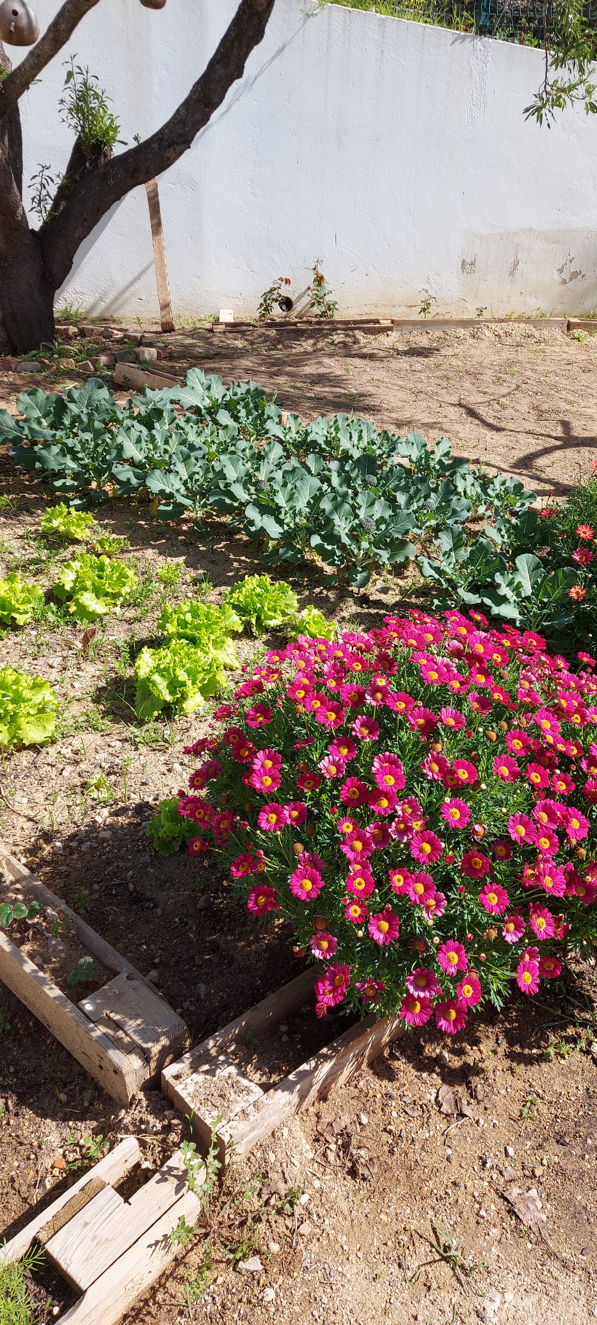 A Horta da Escola Básica e Jardim de Infância da Correeira durante a intervenção no âmbito do Projeto Eco-Escolas.