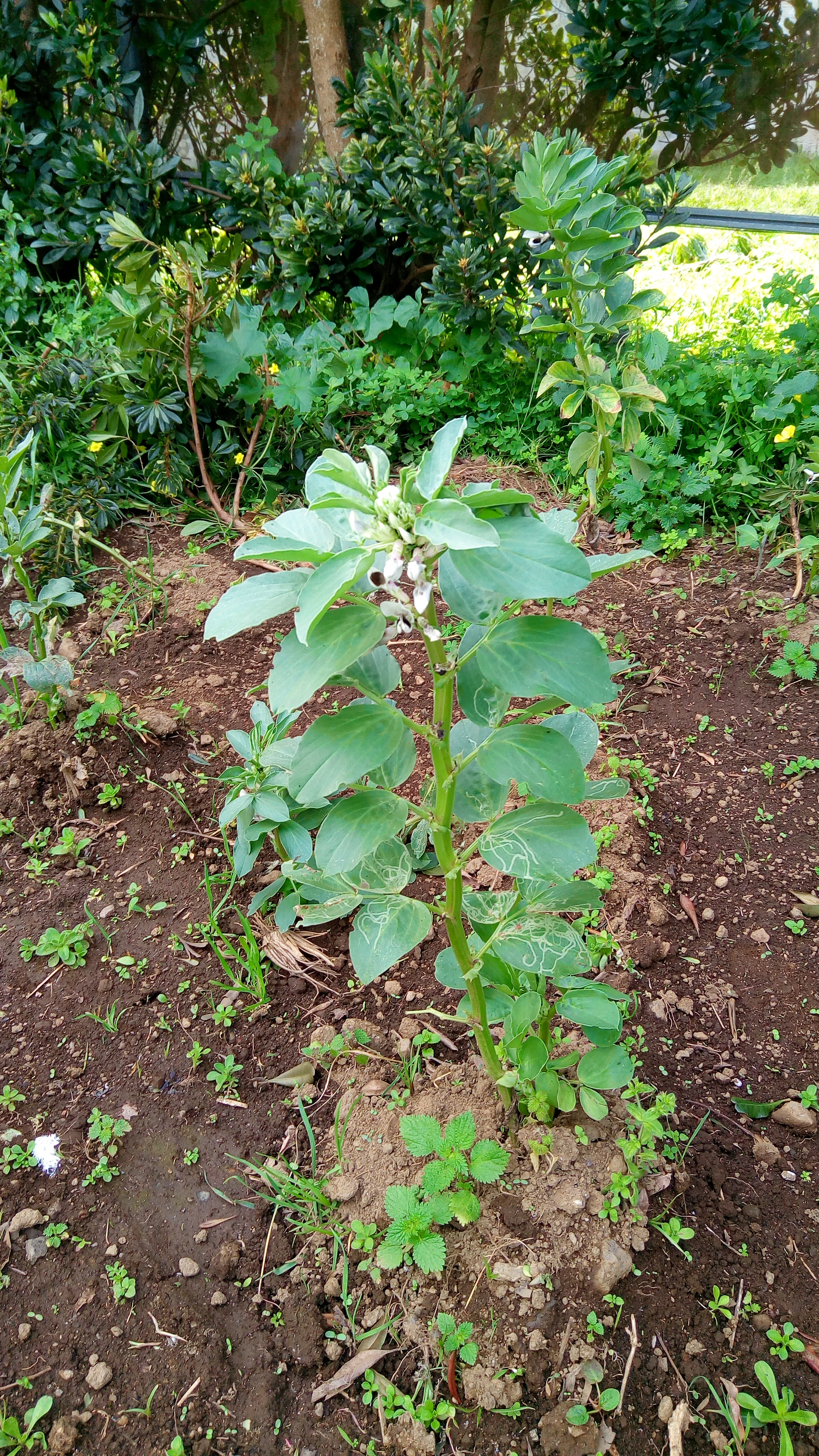 Favas no exterior.