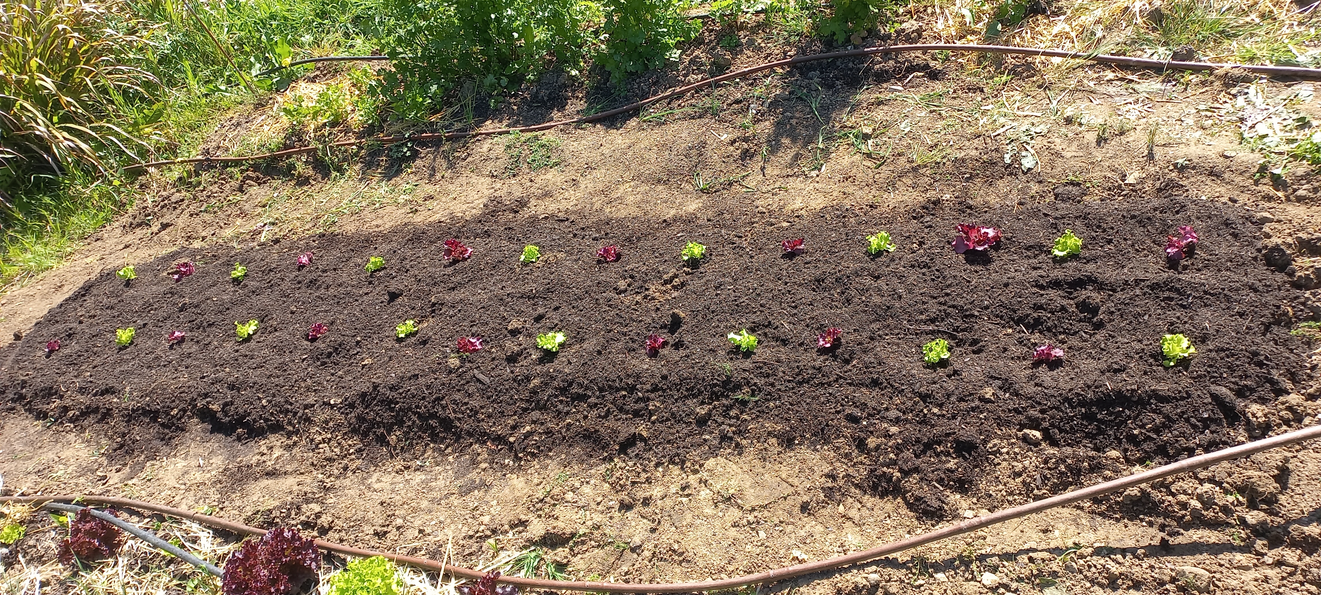 Plantação de alfaces