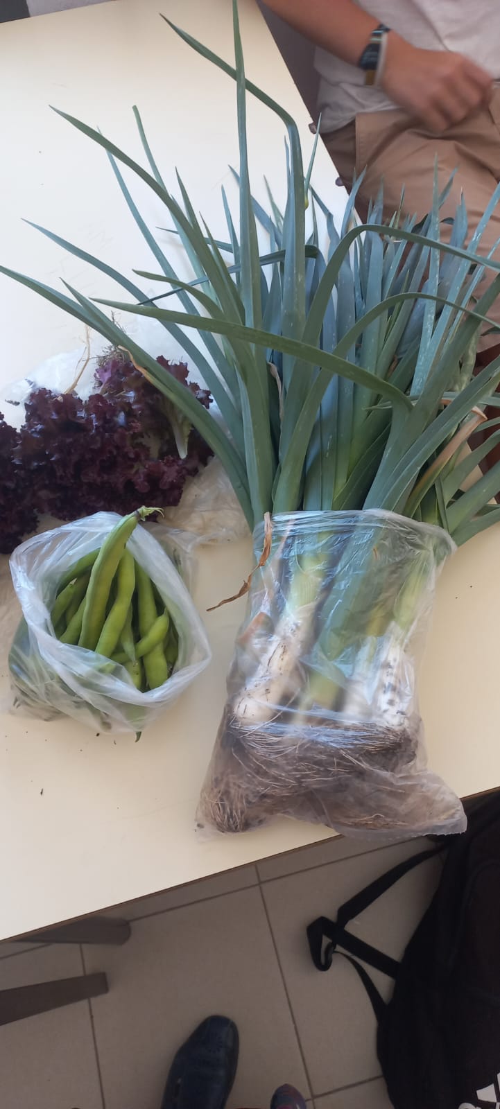 Colheita de alho francês e favas