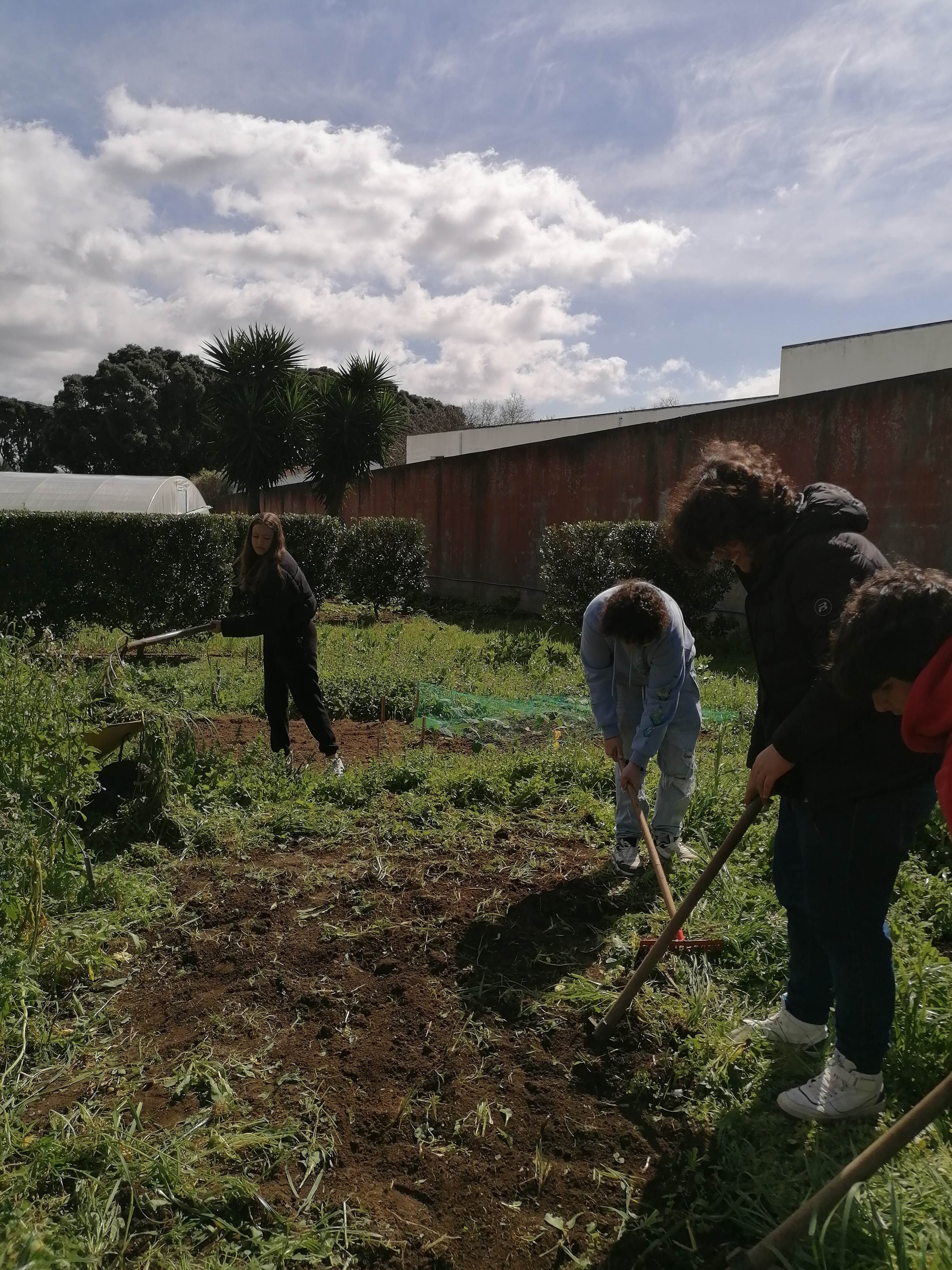 Limpeza do terreno para sementeira de beterraba.