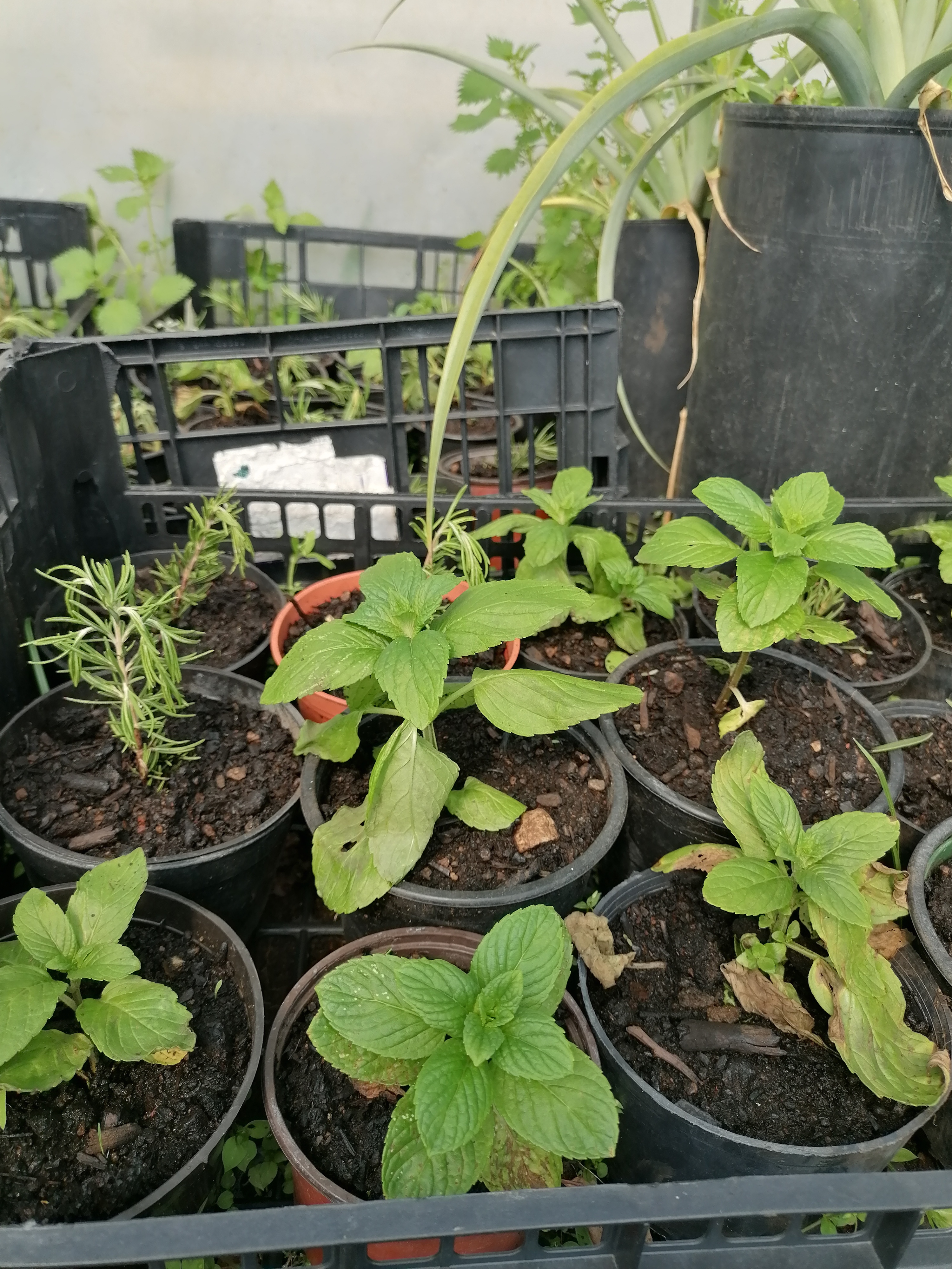 Vasos com plantas aromáticas na estufa.