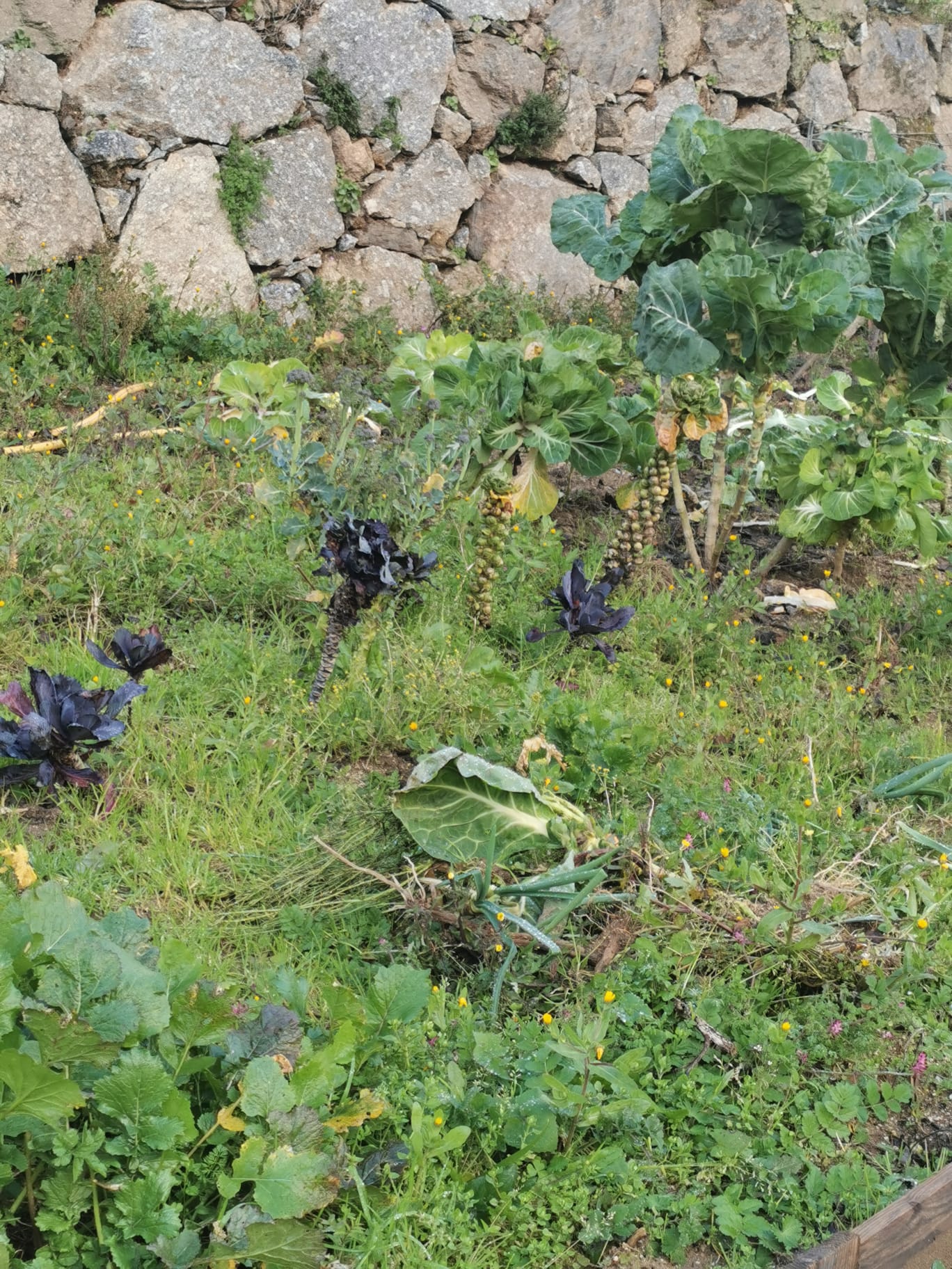 Zona da horta ainda por cuidar, com o que restou do outono/inverno.