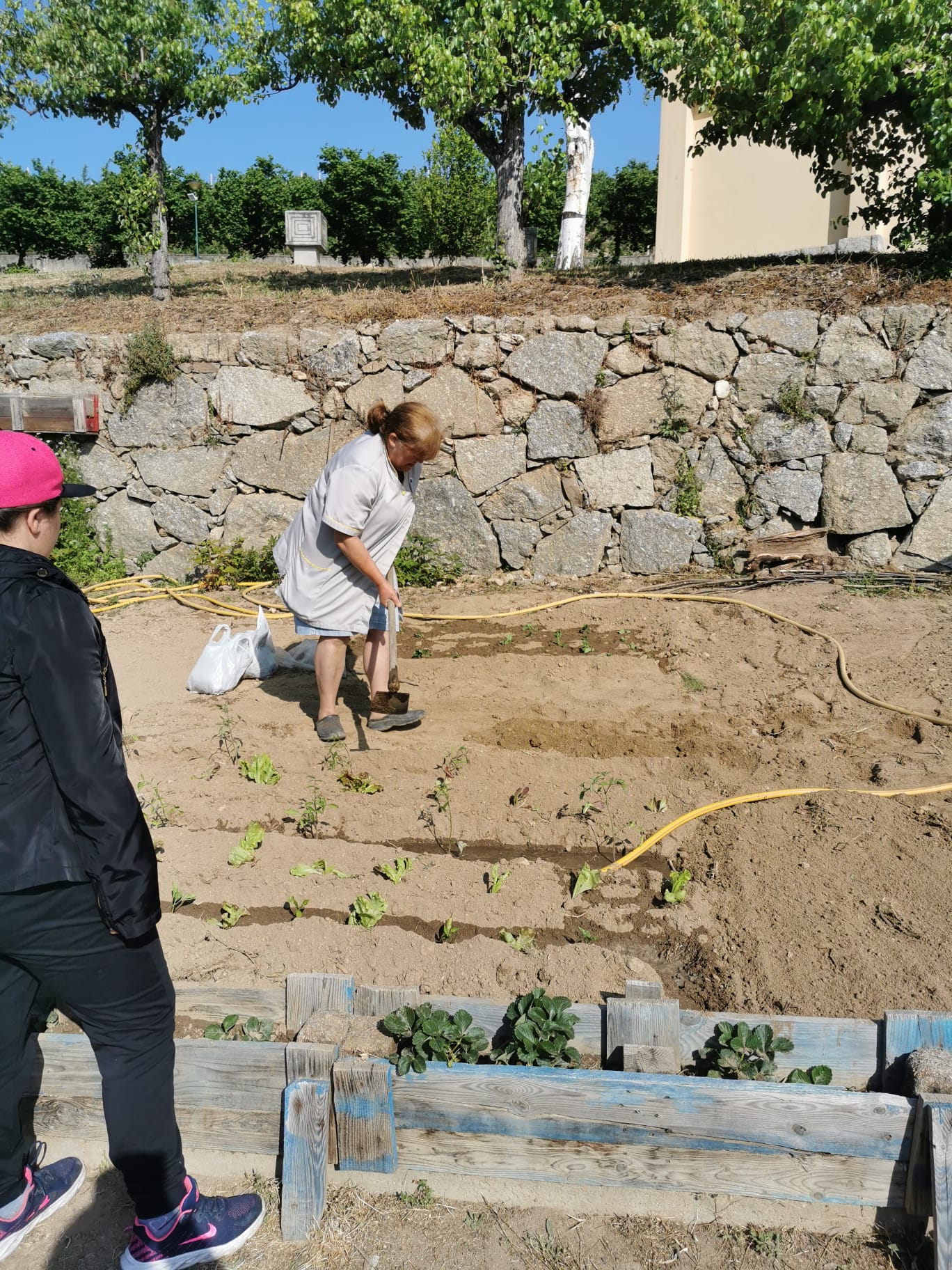 Lavragem e preparação da terra e cultivo com a colaboração dos alunos do ensino especial