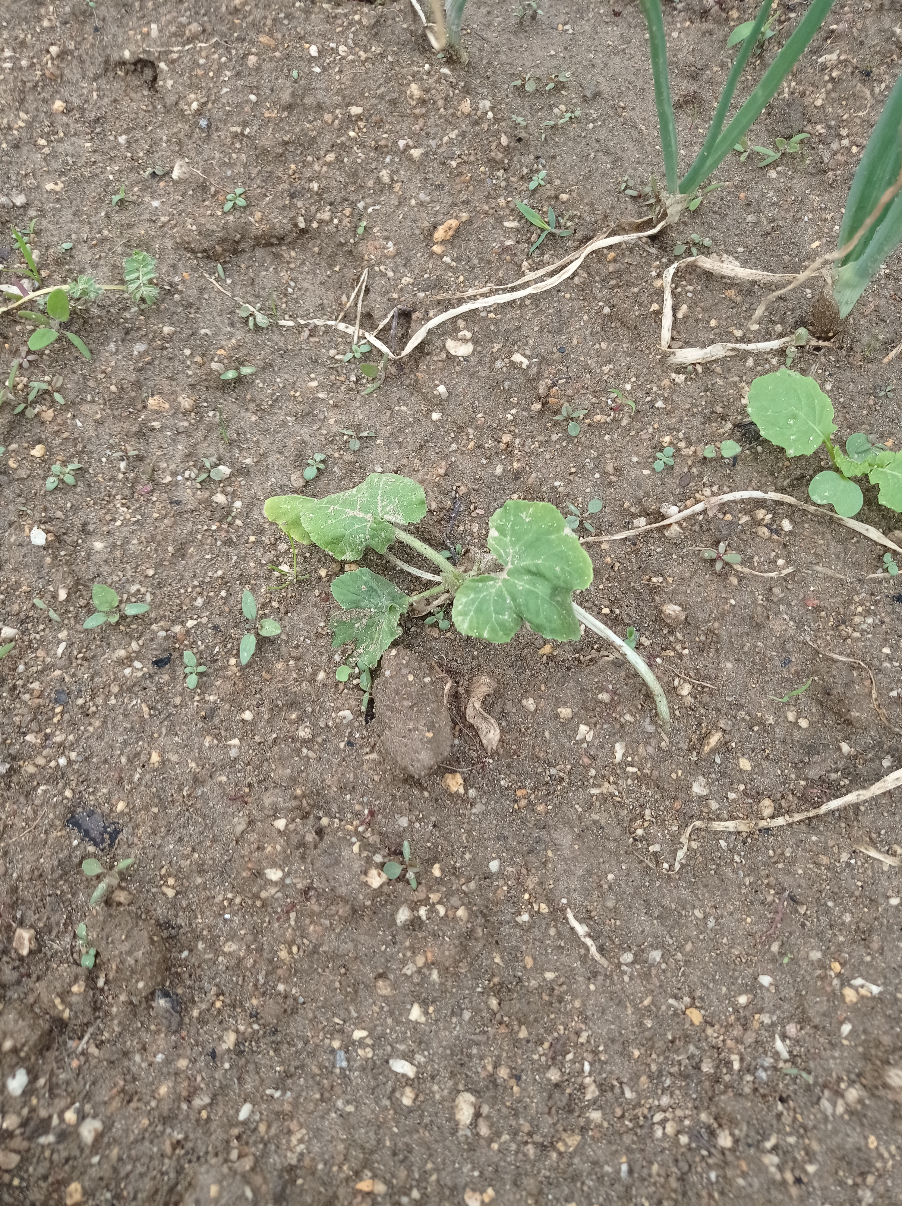 Plantação a crescer
