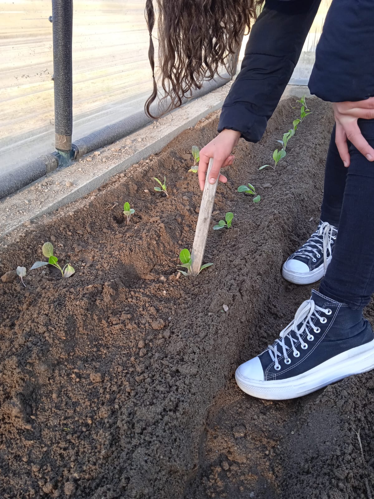 Plantação de couves coração