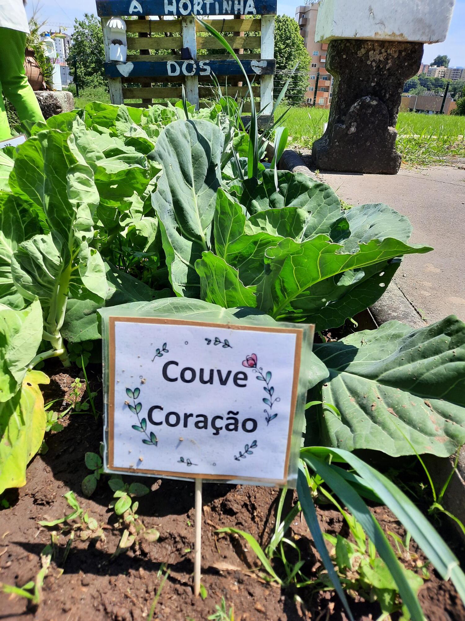 Plantação de Couve Coração