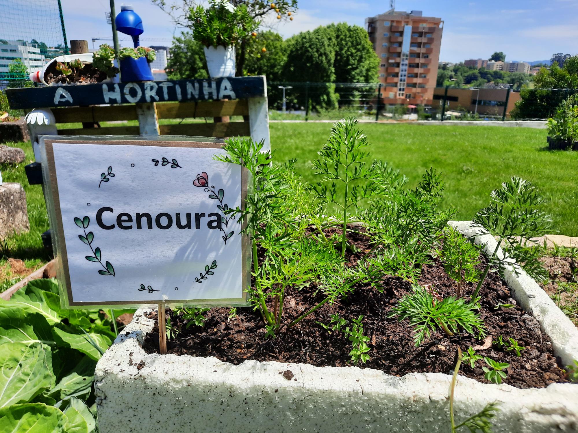 Sementeira de cenouras