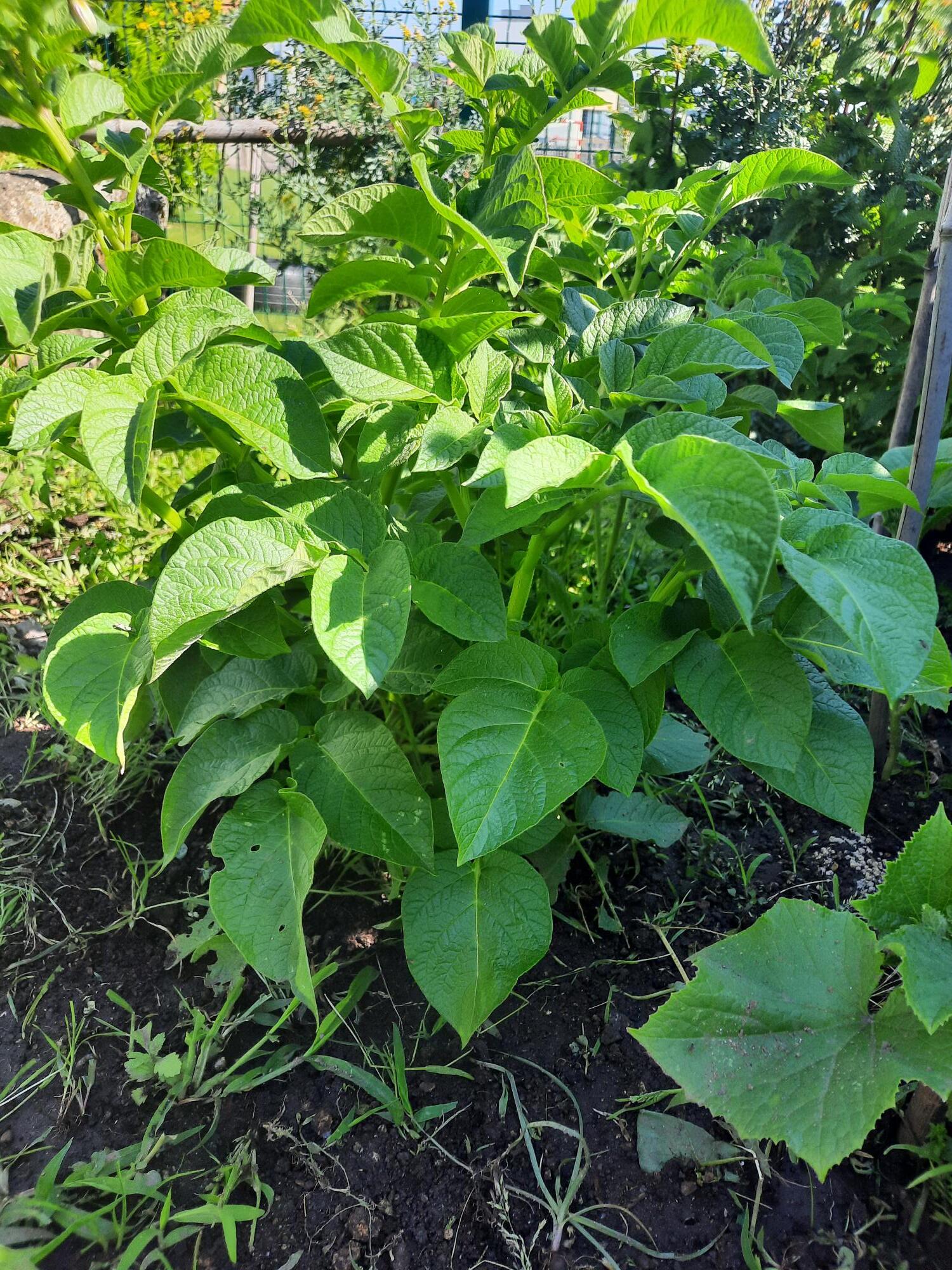 Batatas