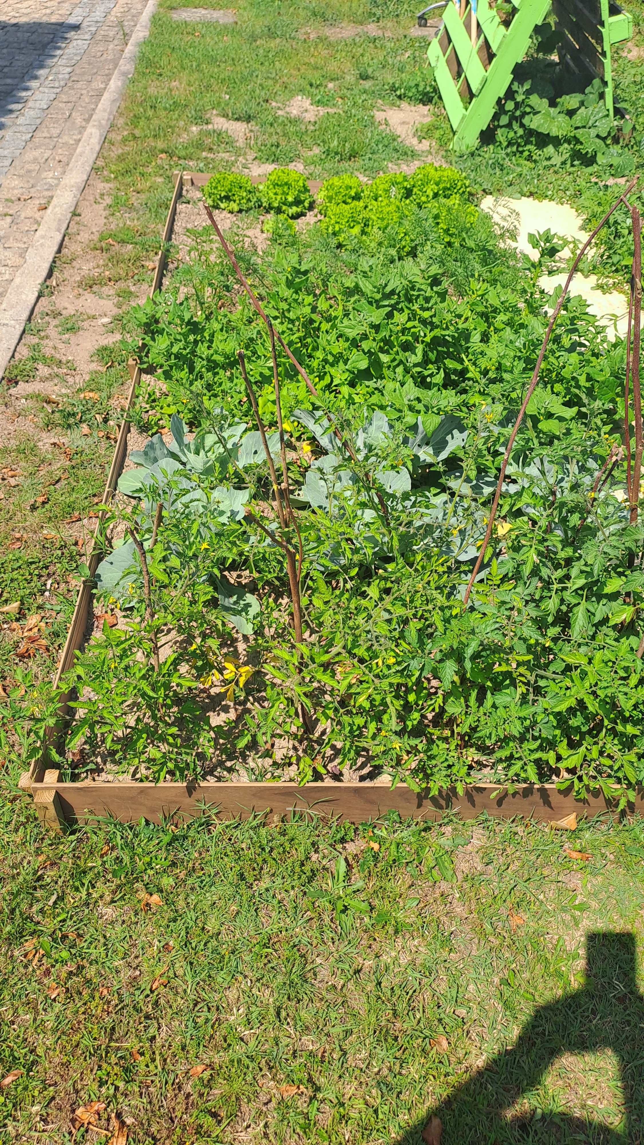 Paletes com morangueiros a enfeitar a horta.