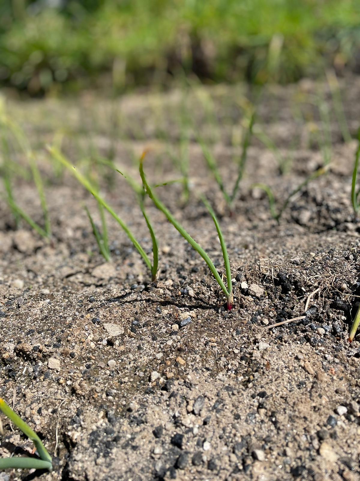 Vegetais em crescimento.