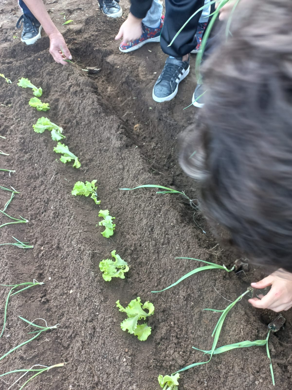 Alunos a plantar legumes na horta, Semana da Alimentação.