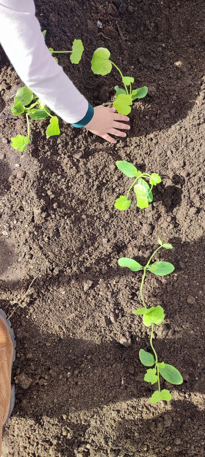 Plantação de novos legumes na horta.