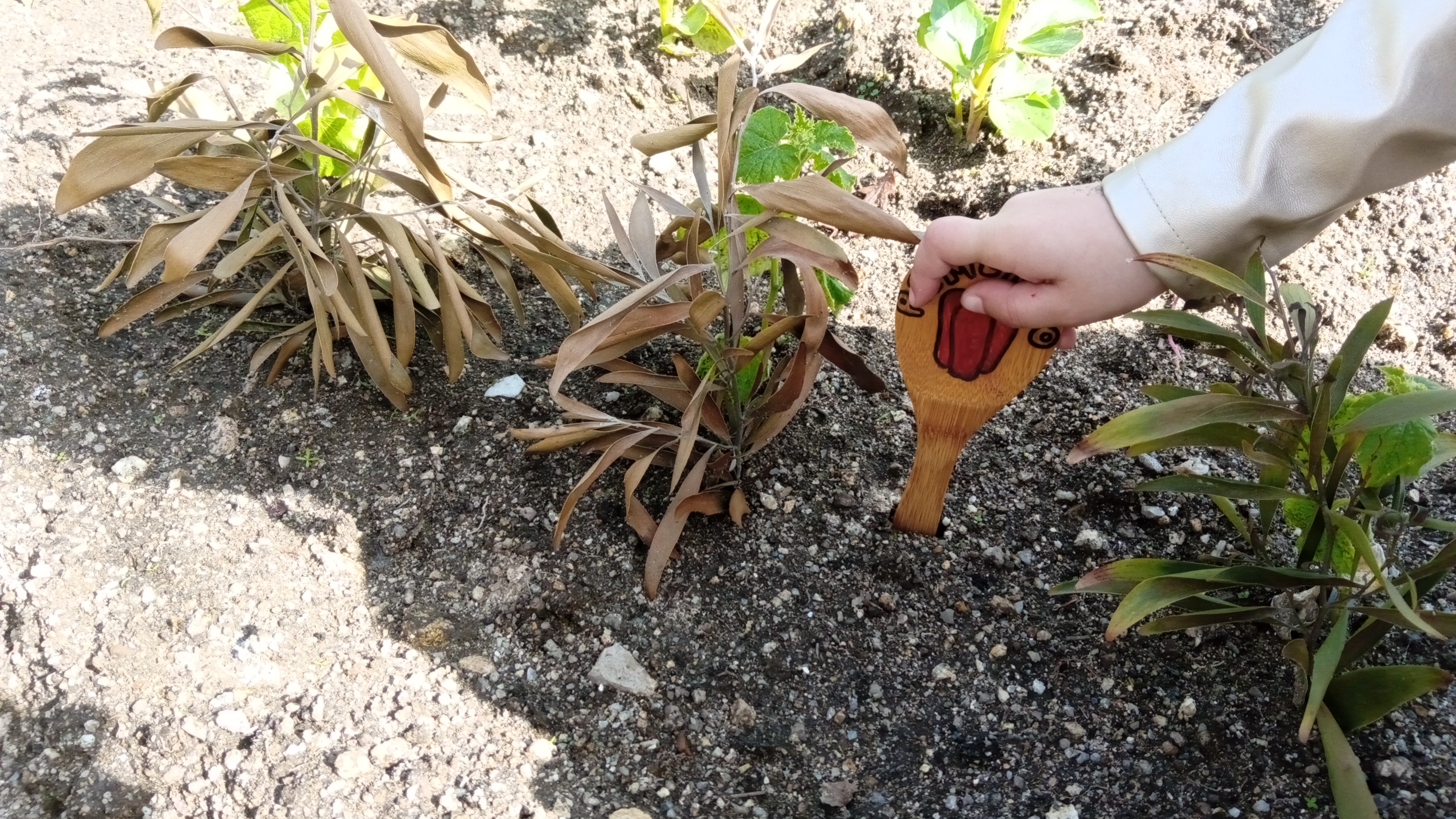 Colocação de identificadores de legumes elaborados pelos alunos.