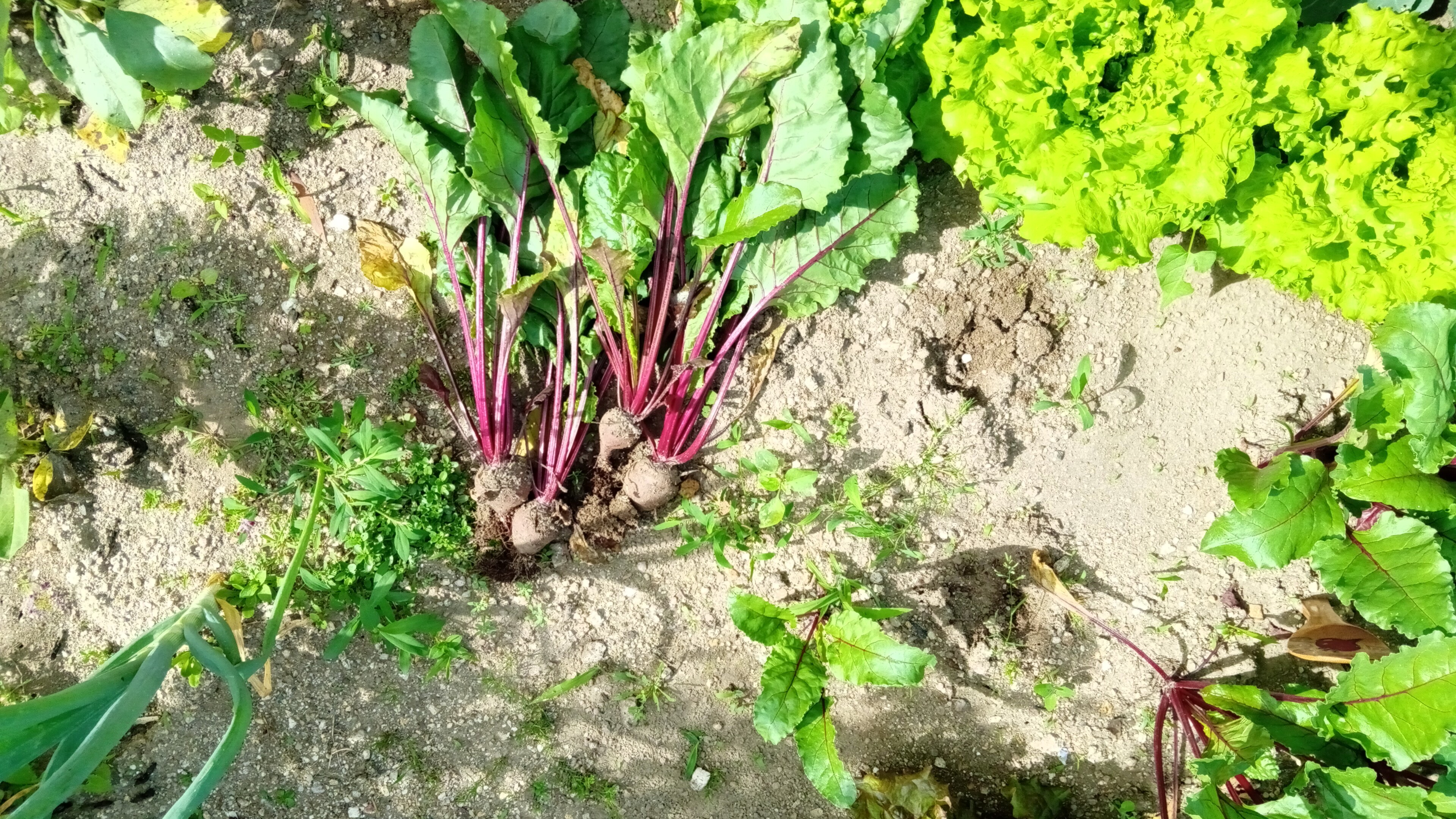 Produção de beterraba.