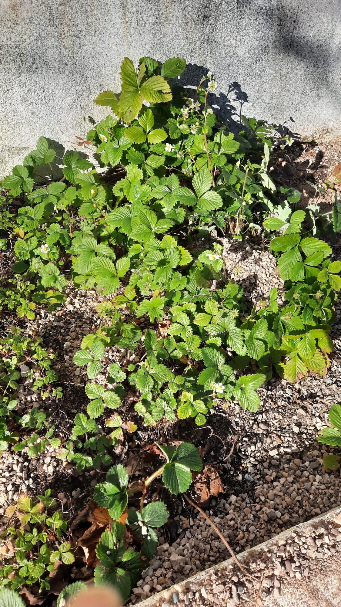 Os morangueiros também estão a crescer muito bonitos na horta do Jardim de Infância.