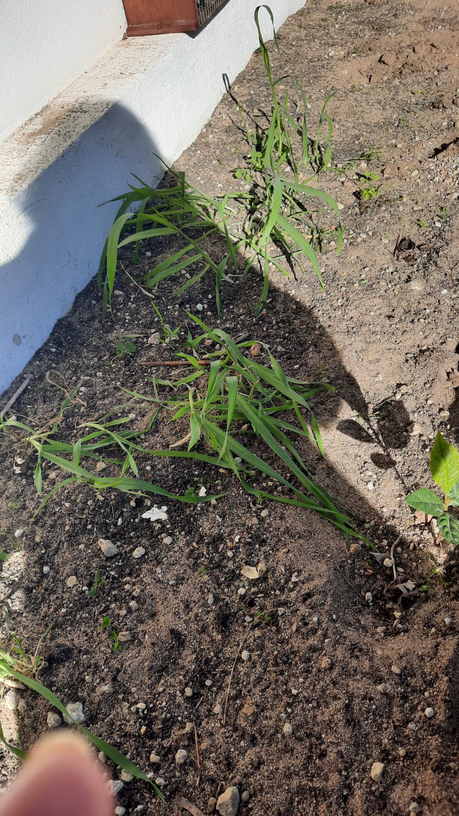 Os meninos do Jardim de Infância lançaram sementes de trigo na terra e já cresce na horta.