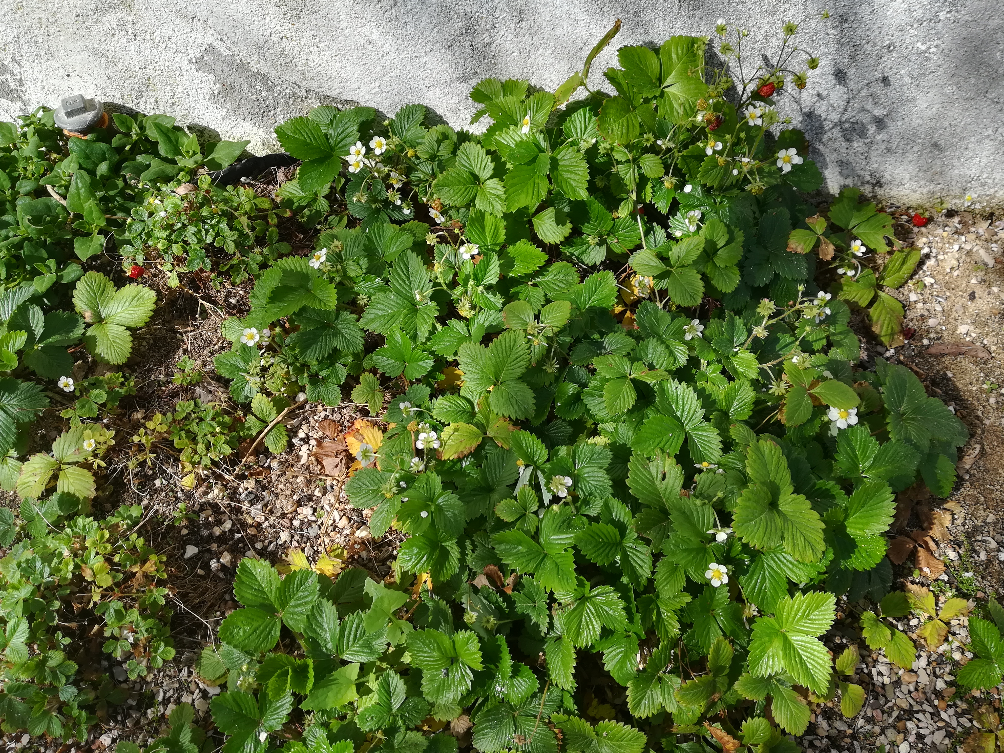 No JI os morangueiros já têm flor.