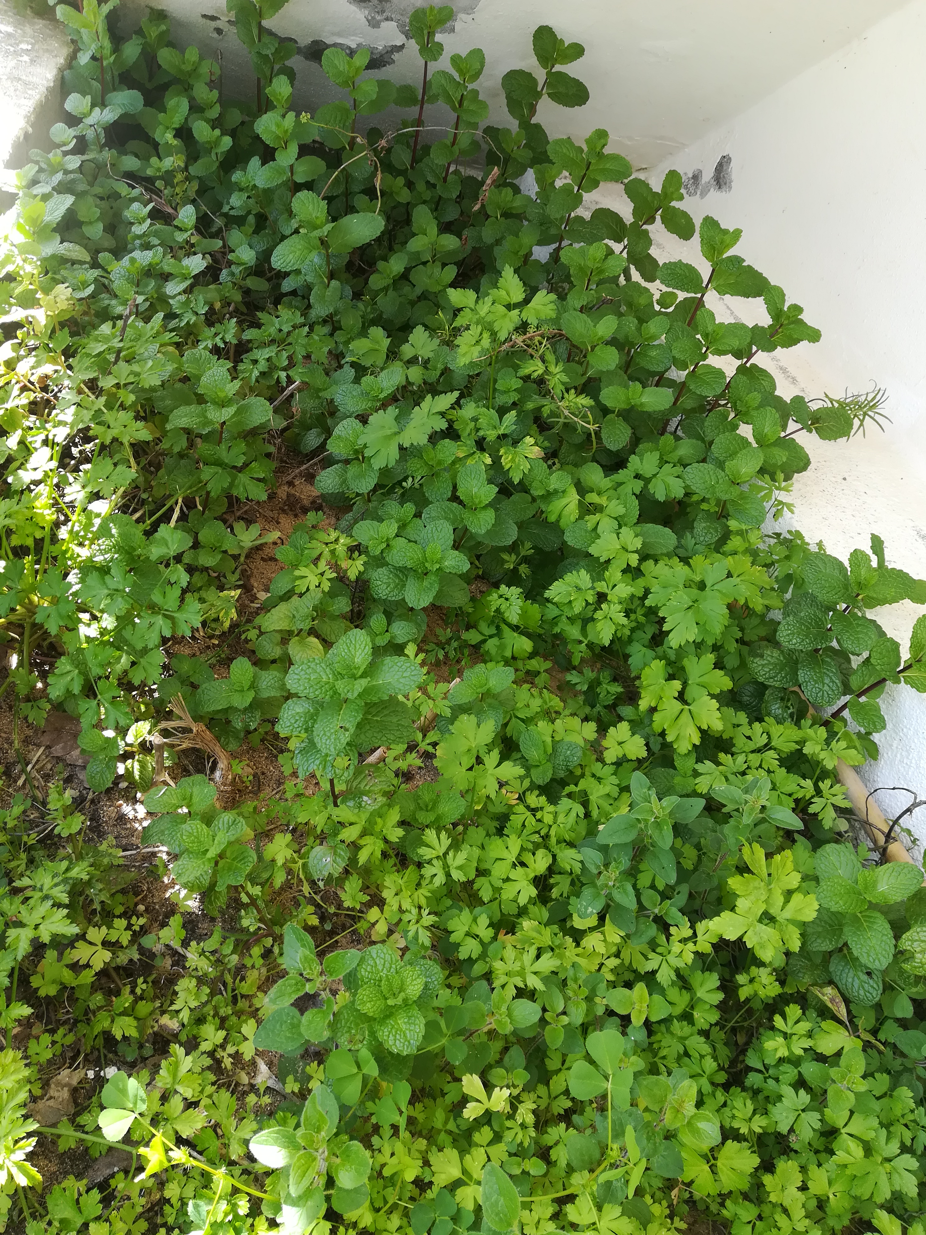No JI as ervas aromáticas estão bonitas, os alhos estão crescidos e também semeámos batatas.