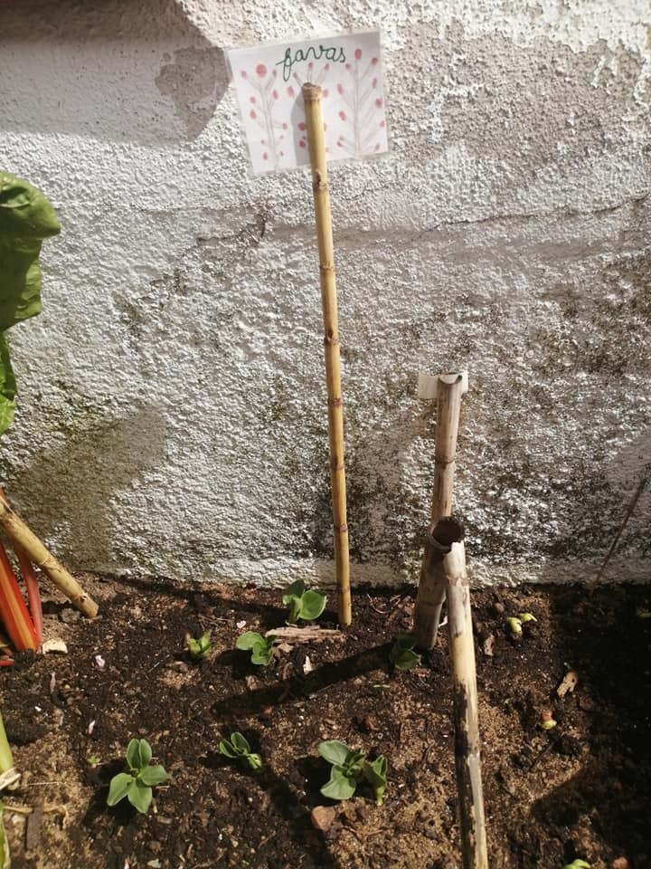 Na nossa horta temos as favas a germinarem, as ervilhas, o grão e o feijão.