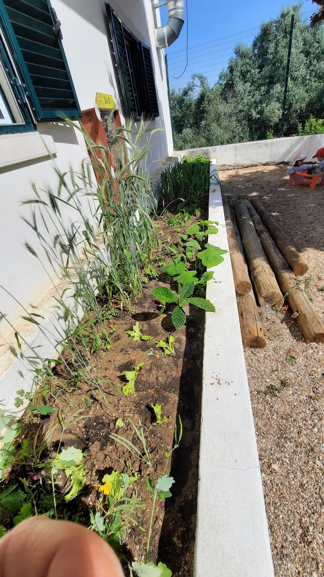 JI - Plantação de alfaces.