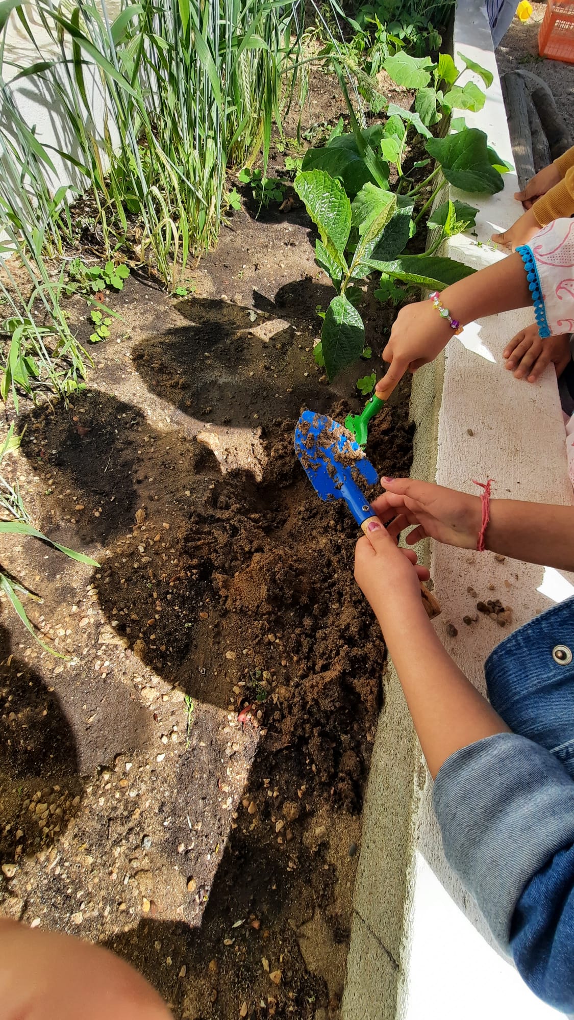 JI - Plantação de alfaces.
