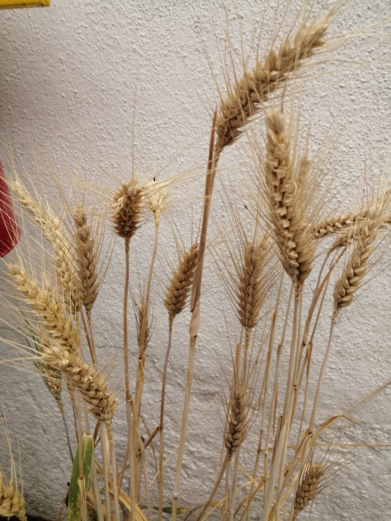 EB1 - Trigo para os tabuleiros da nossa Festa dos Tabuleiros